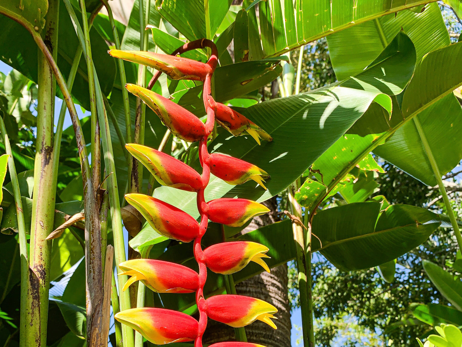 Hollis Gardens in Lakeland, FL: Who says you have to leave home to find paradise?