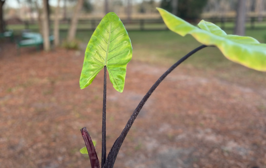 Plant parent chronicles: My Alocasia Black Stem from then to now