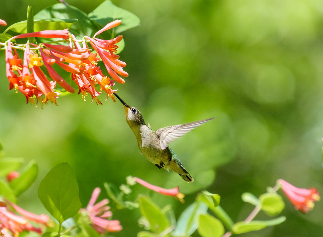 Bring all the hummingbirds to your yard with a Trumpet Coral Honeysuckle