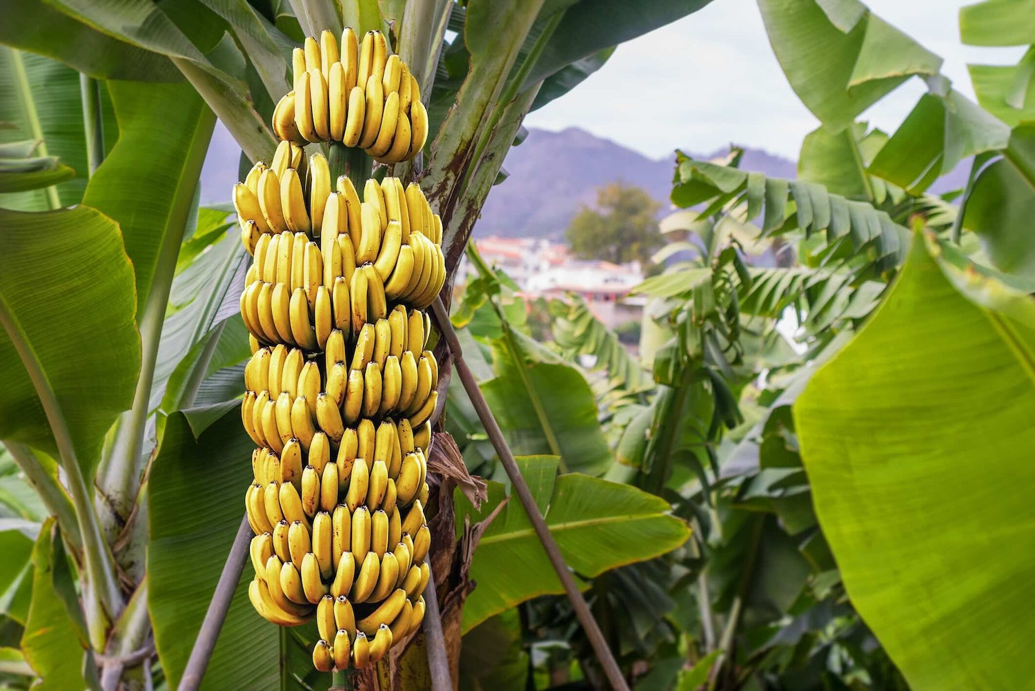 Bananas