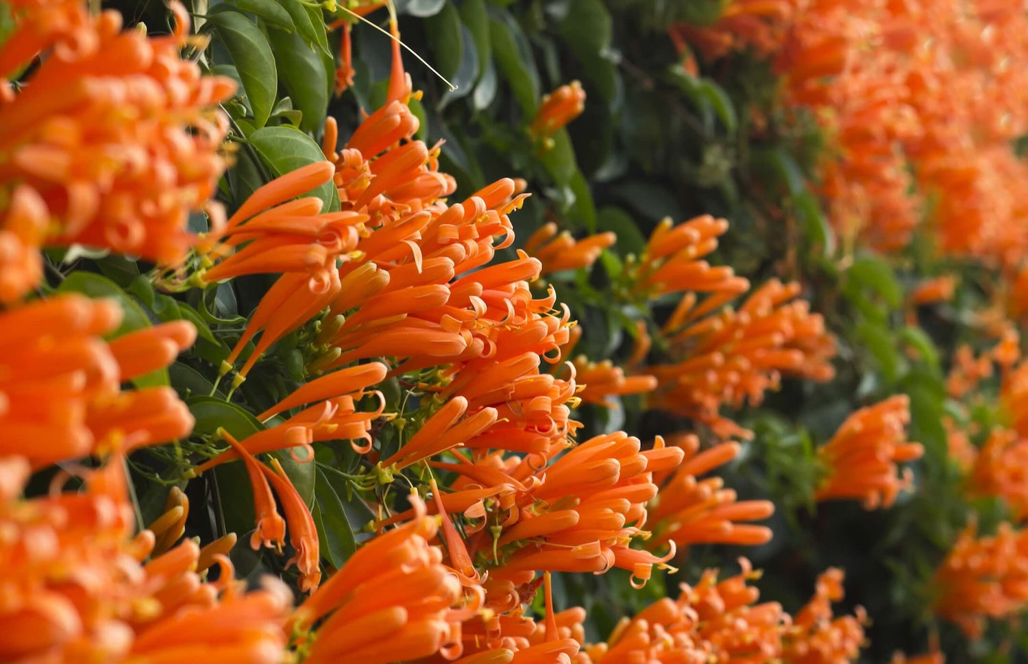 Flowering Plants