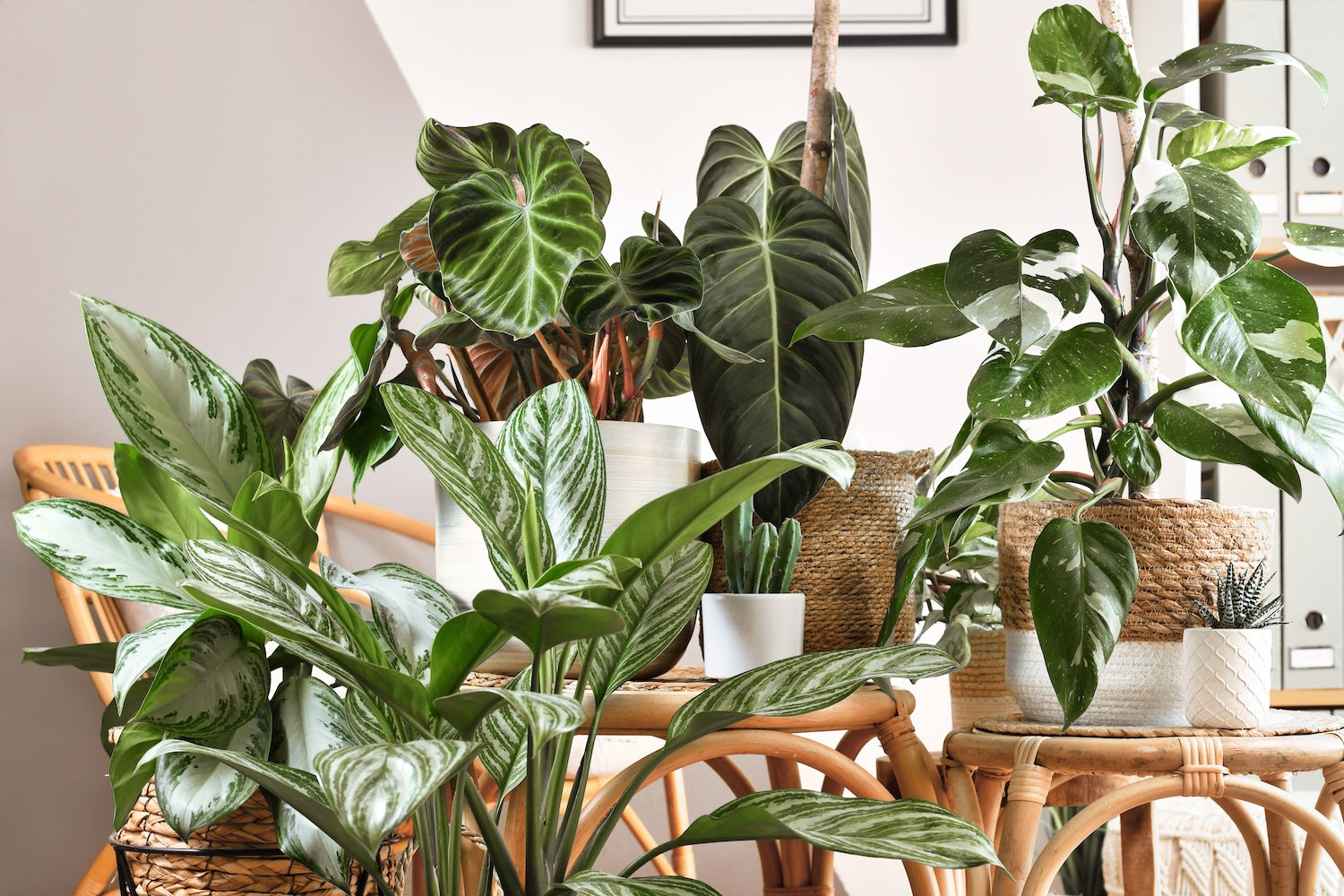 Houseplants