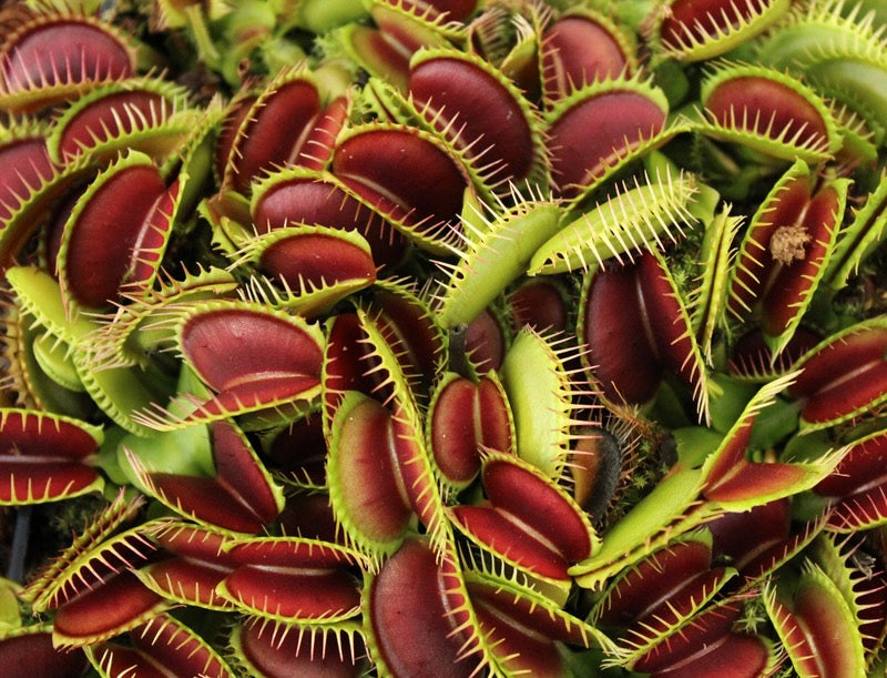 Carnivorous
