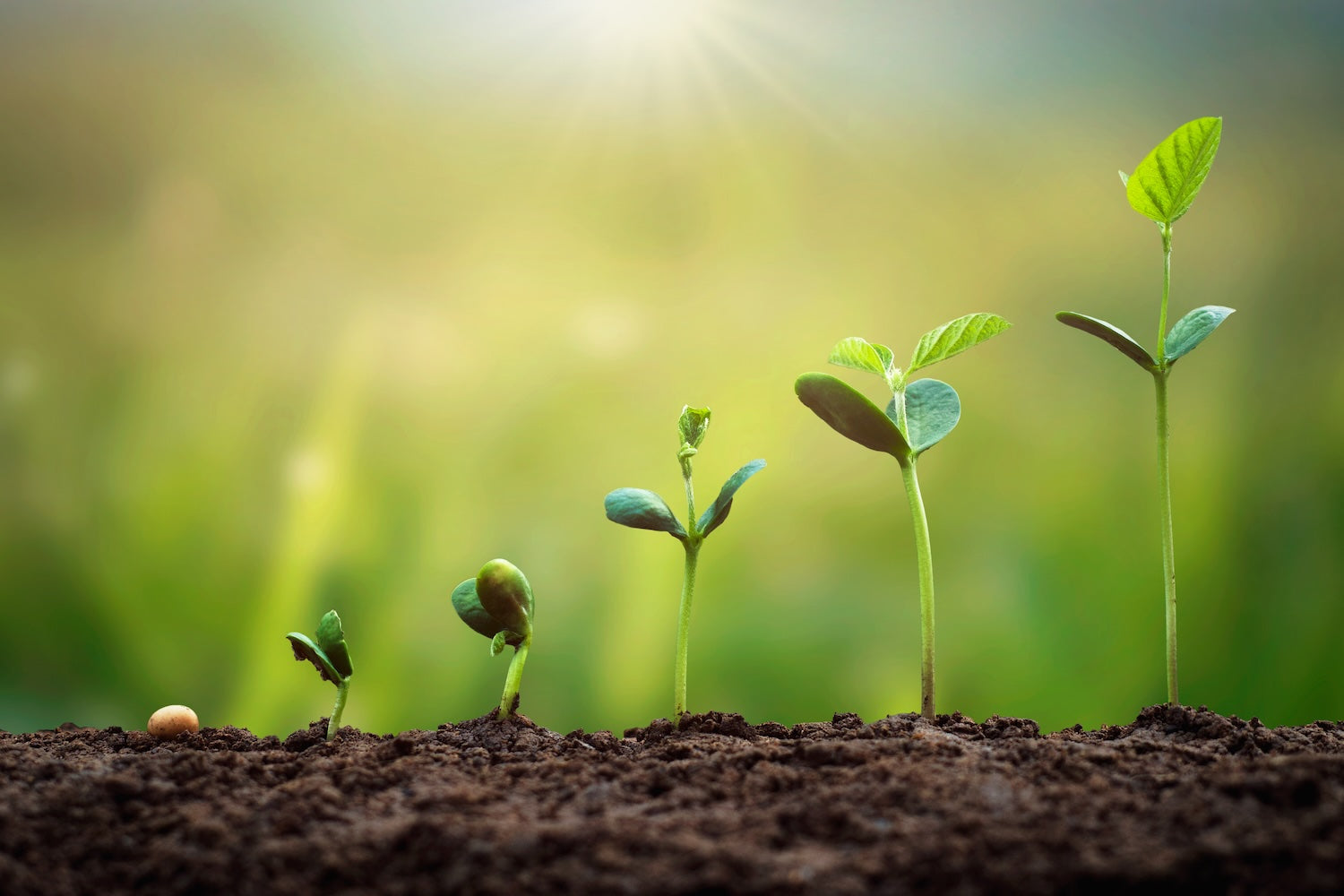 Fertilizers