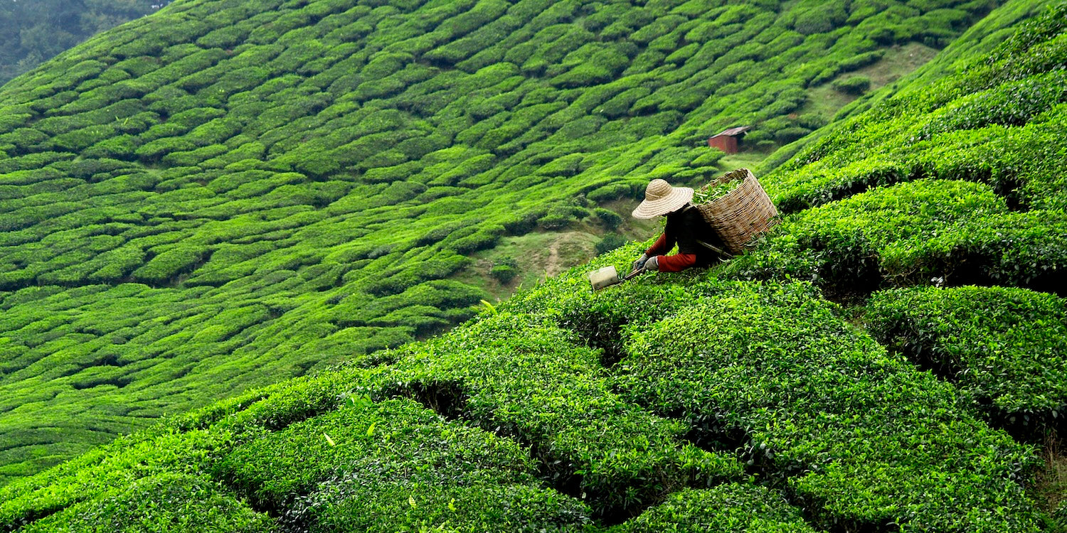 Tea Plants