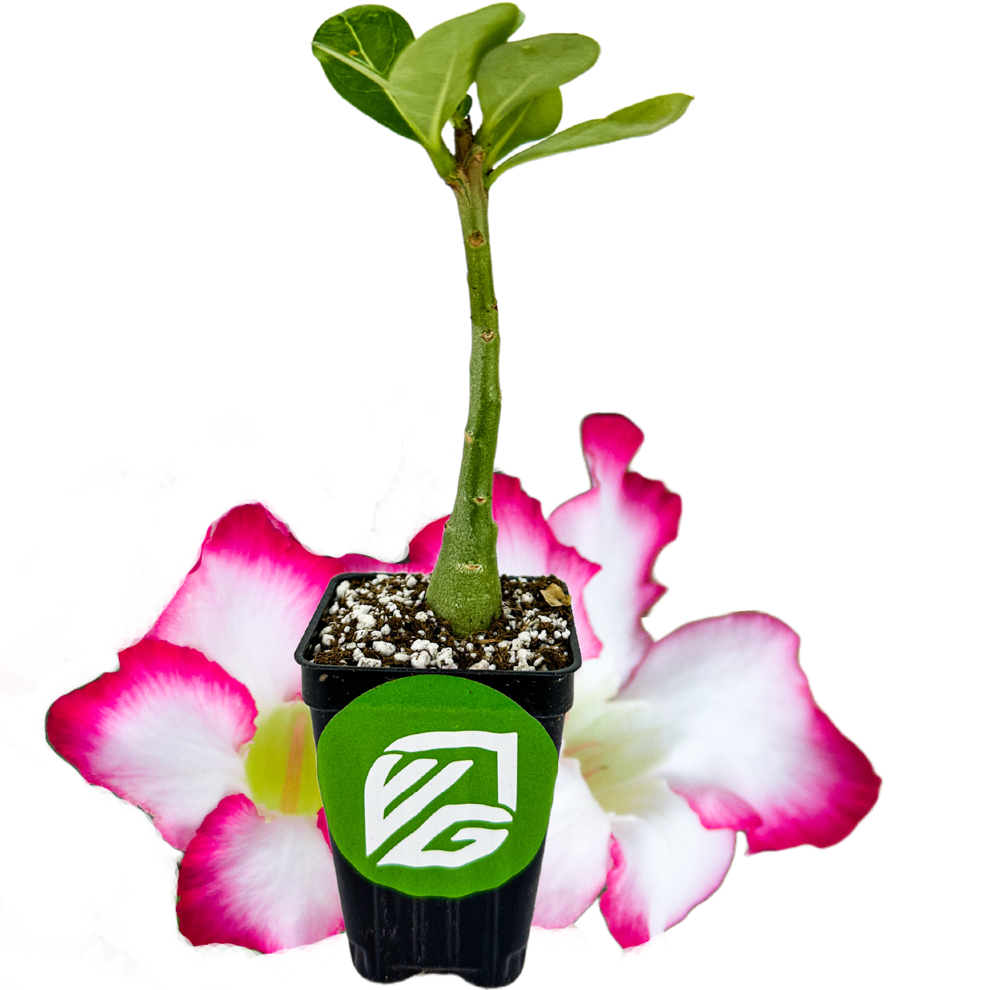 Desert Rose Picotee - Adenium obesum