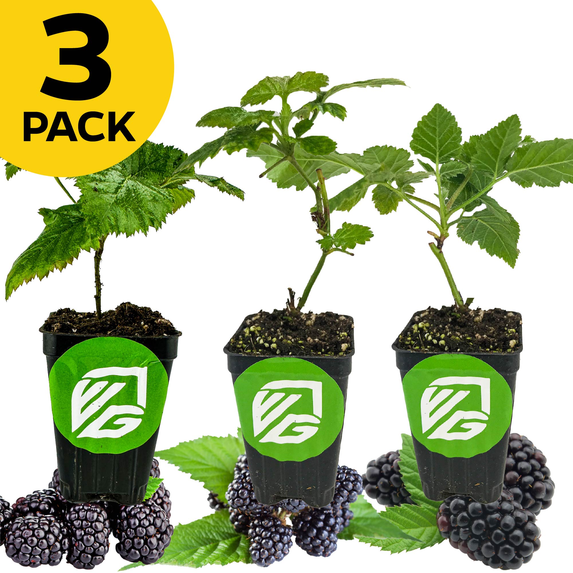blackberry plants in pots Bundle (3) of Blackberries: Freedom + Kiowa + Natchez – Wellspring Gardens