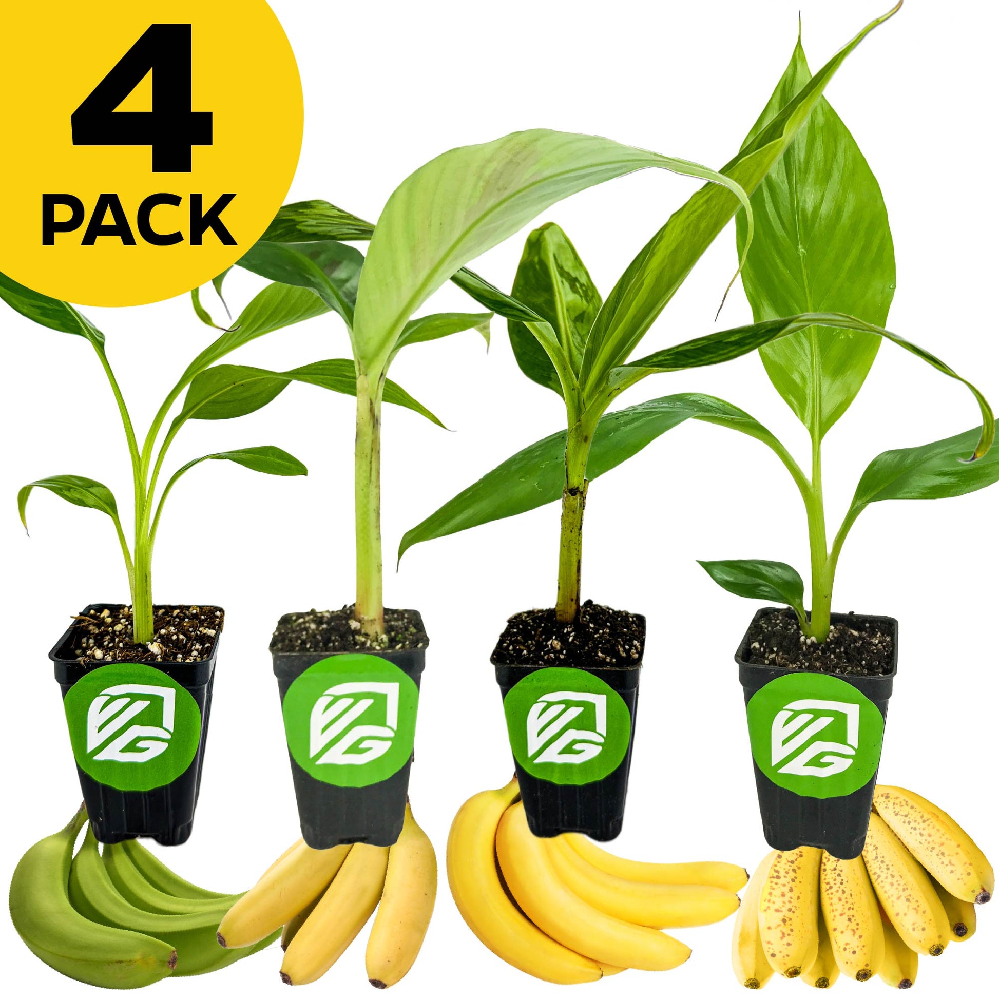 Bundle (4) of Fast-fruiting Bananas: Kokopo + Goldfinger + Gran Nain + Sweetheart