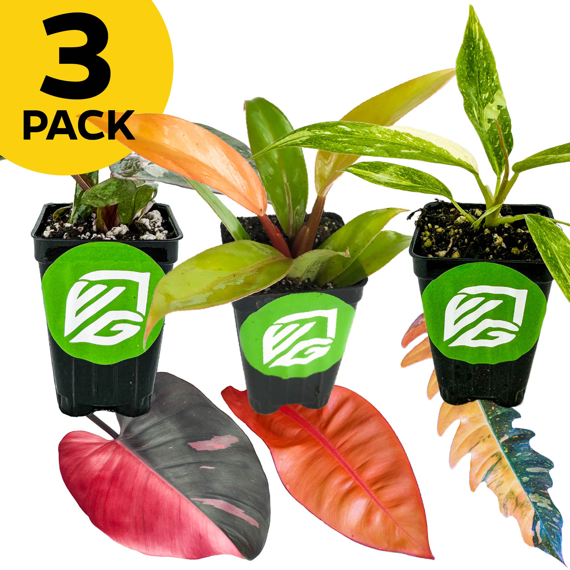 philodendron three leaves Bundle (3) of Philodendrons: Pink Princess + Prince of Orange + Ring o