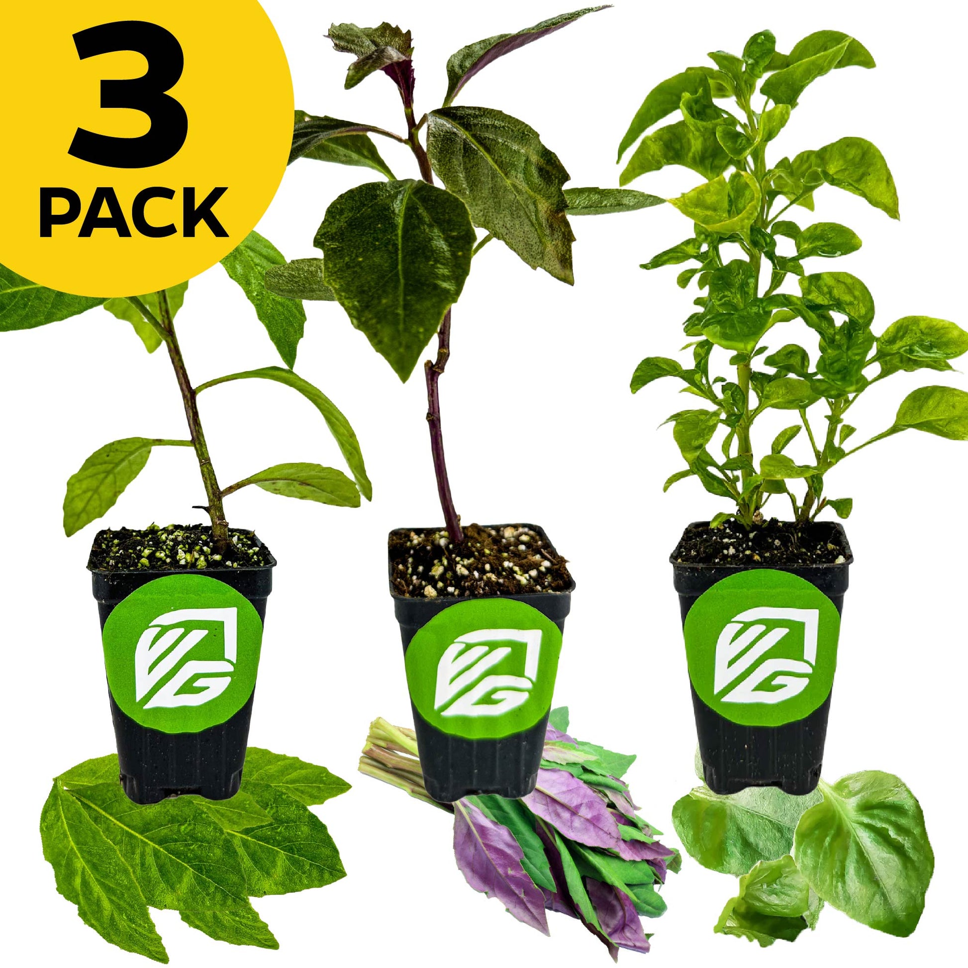 Bundle (3) of Tropical Spinaches: Longevity + Okinawa + Sissoo