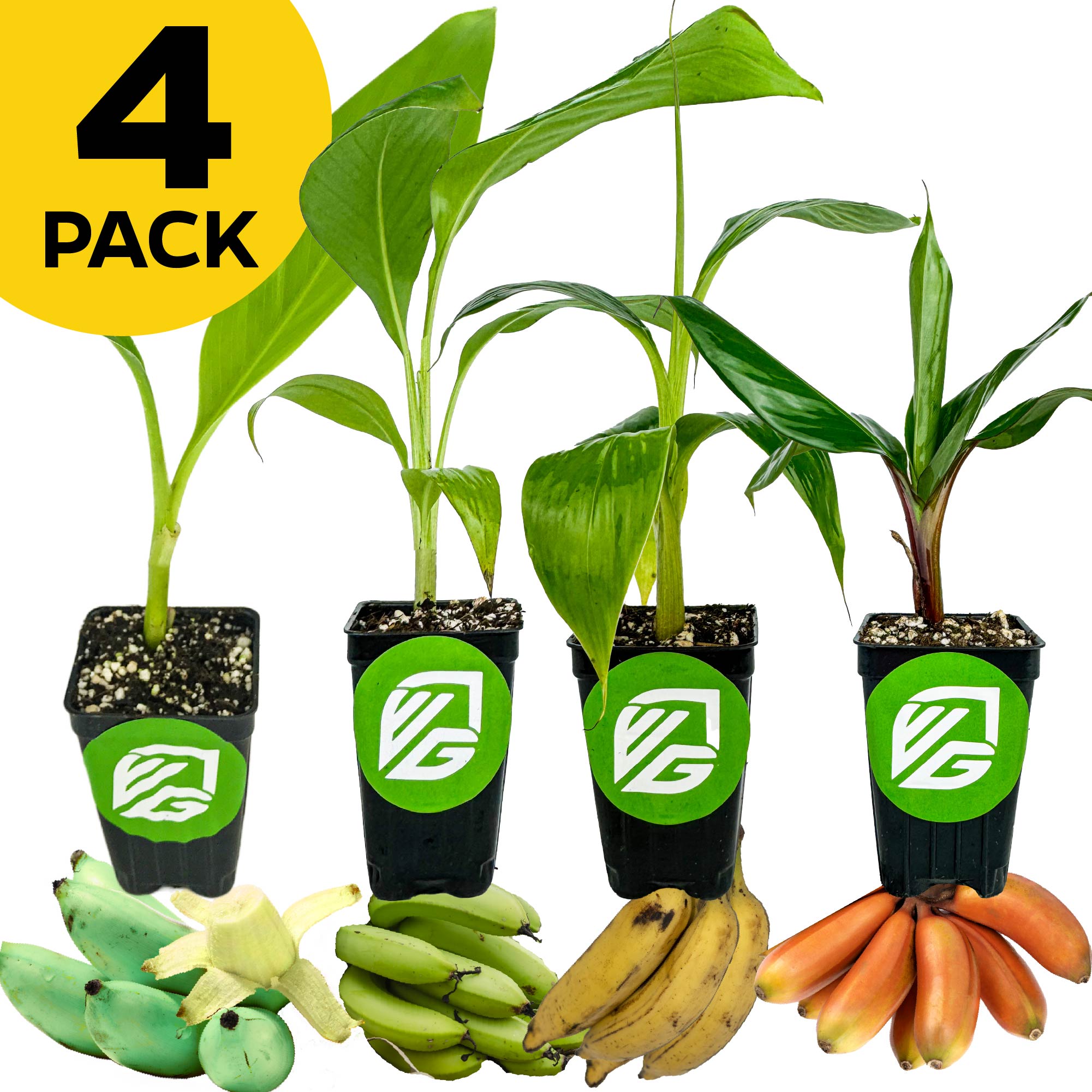 banana plants in pots Bundle (4) of Midsize Banana Plants: Ice Cream + Lacatan + Nendran + R – Wellspring Gardens