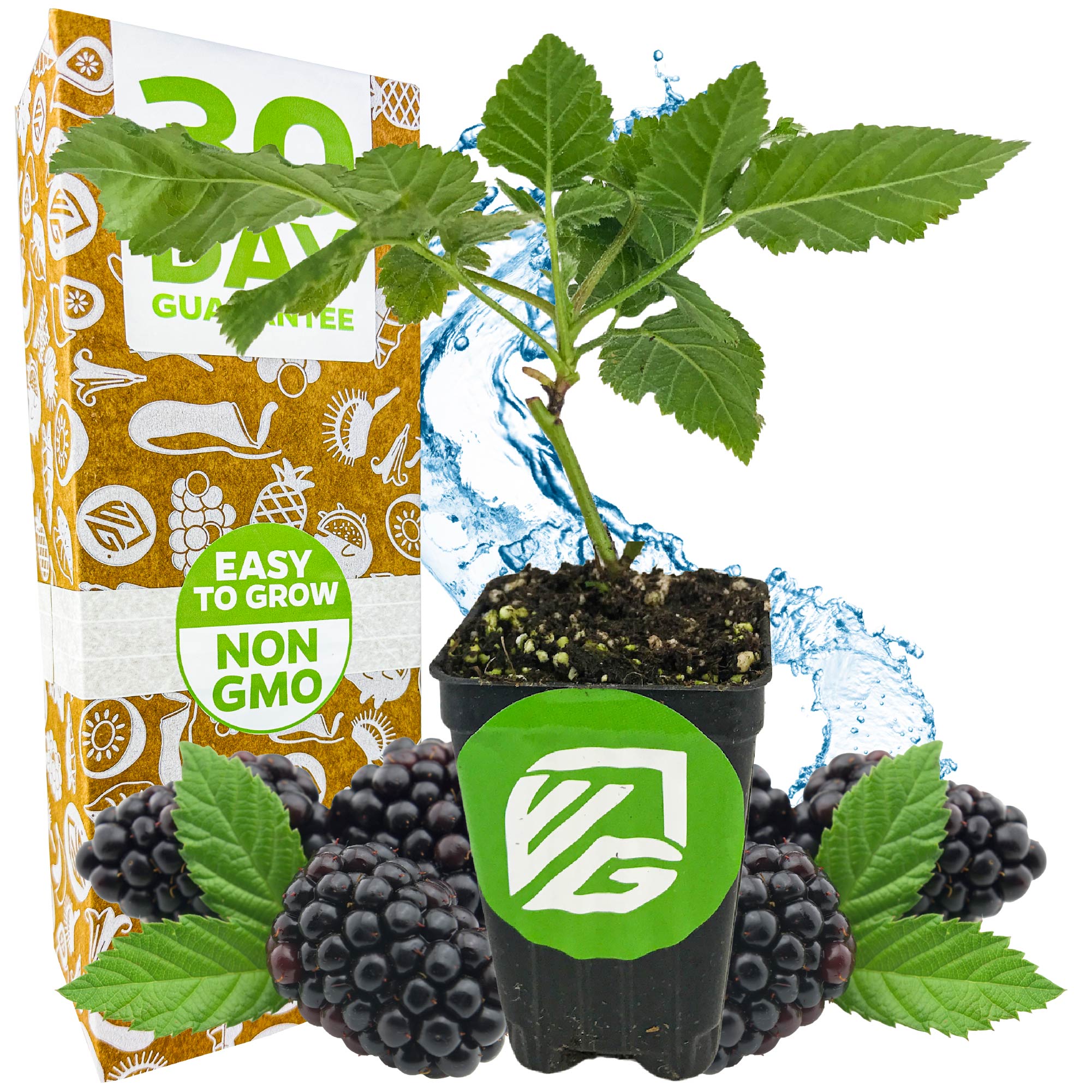 Prime-Ark Freedom Blackberry - Rubus – Wellspring Gardens