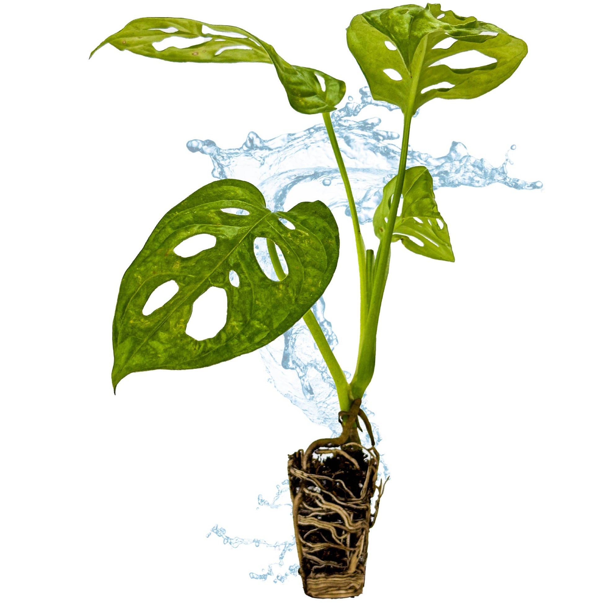 Monstera adansonii - Split-Leaf Philodendron/Swiss Cheese