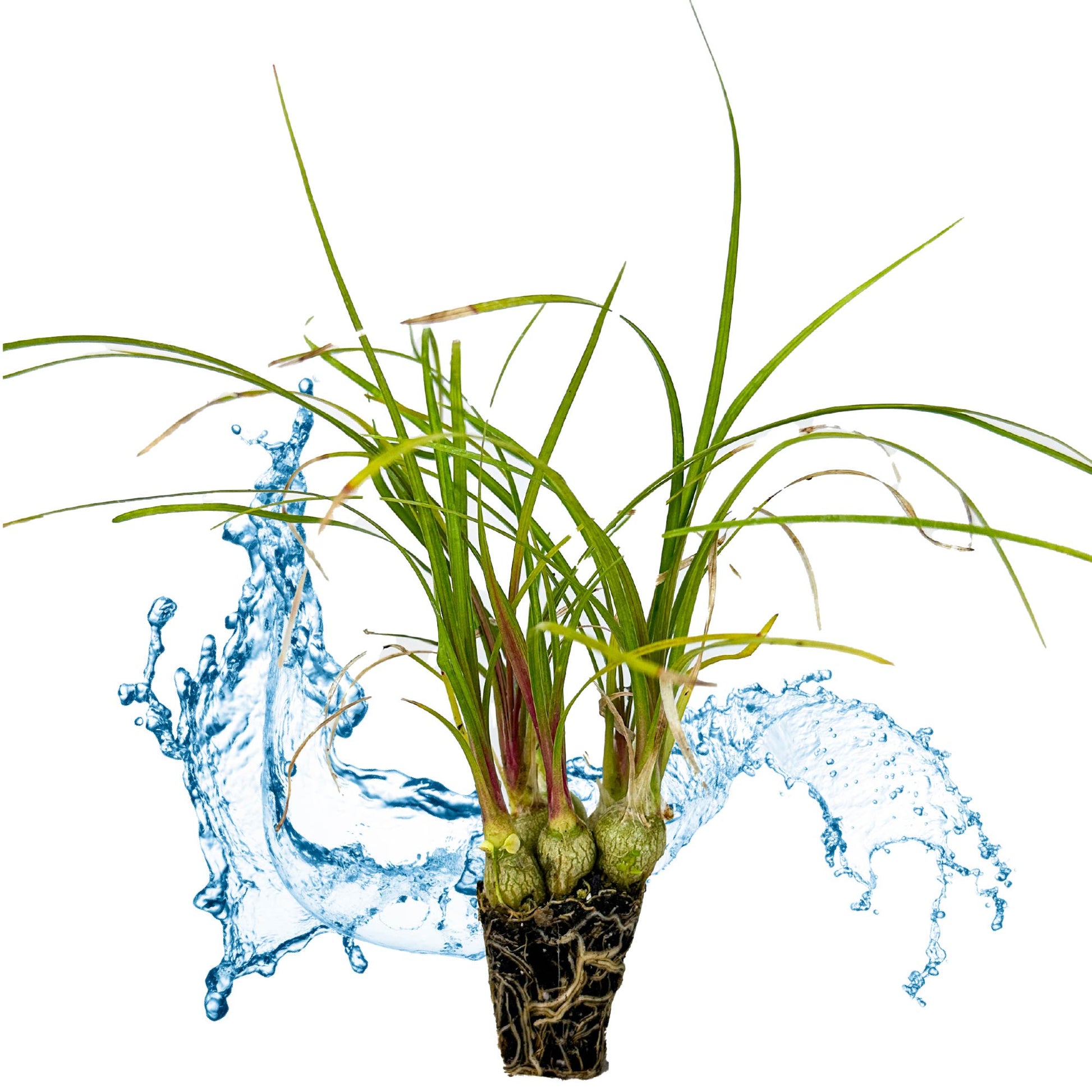 Ponytail Palm - Beaucarnia recurvata