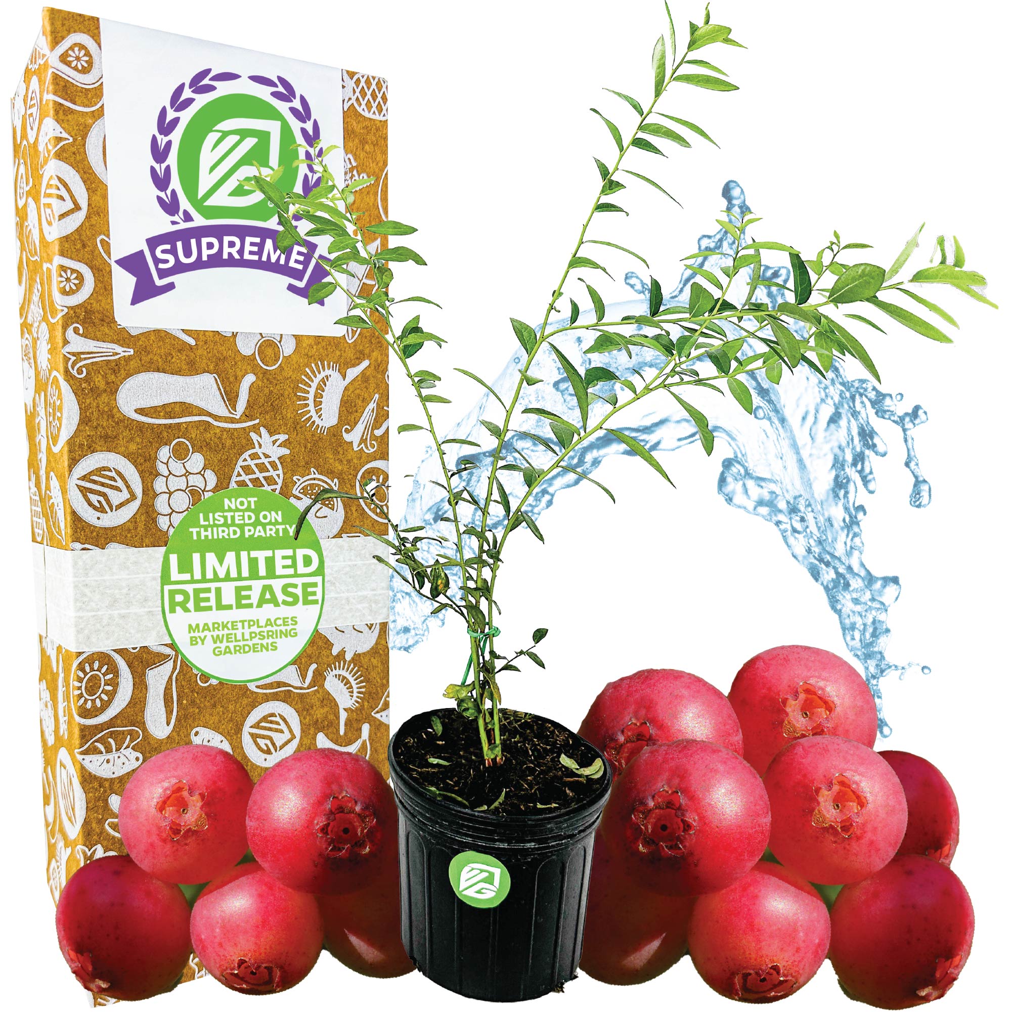 Supreme-sized Pink Lemonade Blueberry (Rabbiteye)- Vaccinium