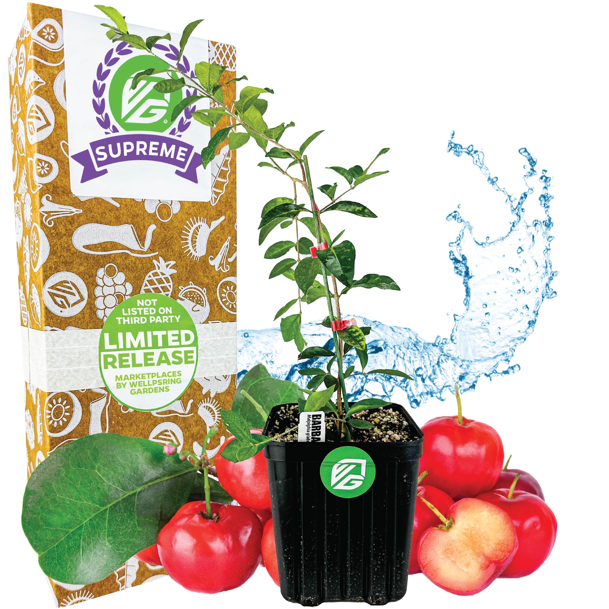 Supreme-sized Barbados Cherry (Acerola/Wild Crapemyrtle