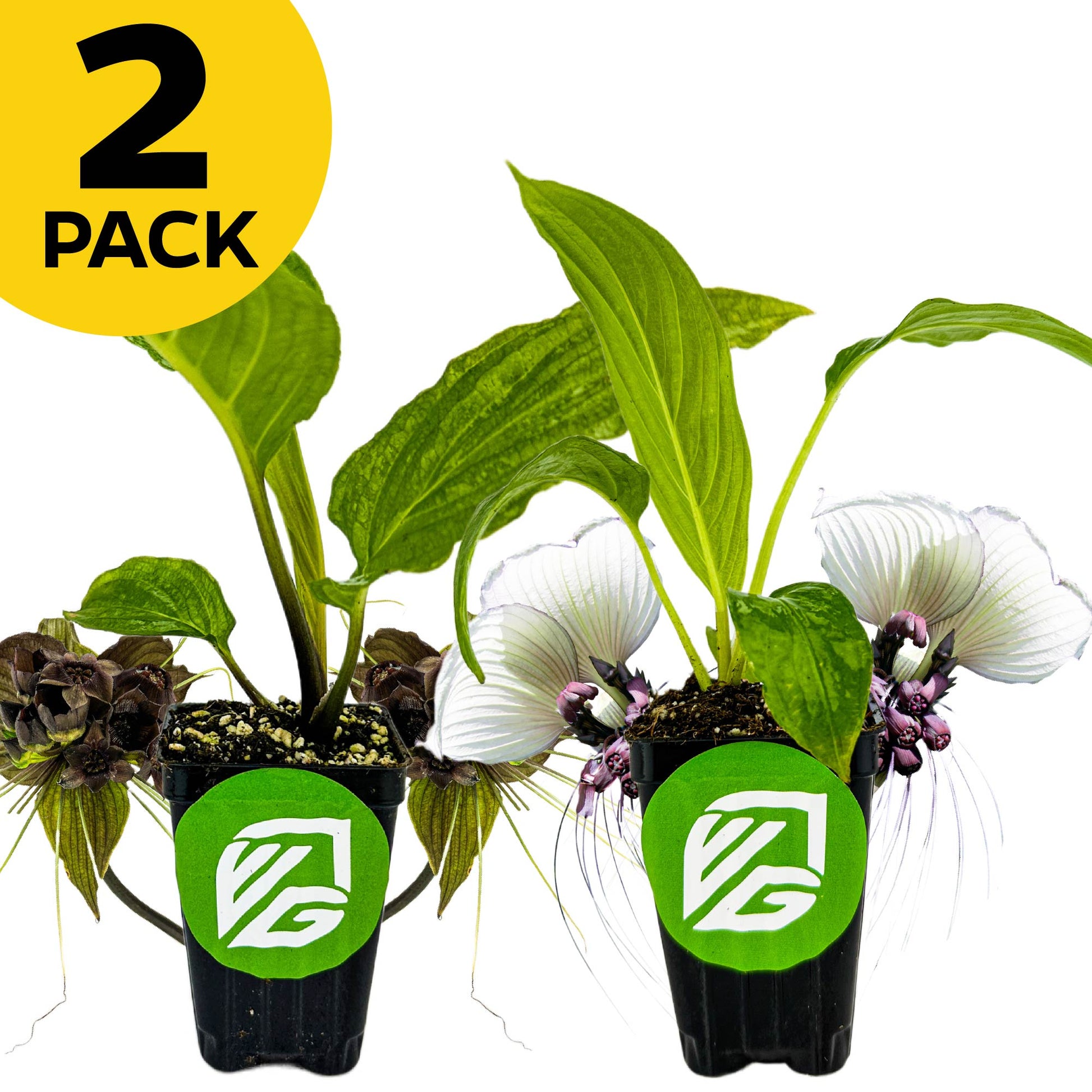 Bundle (2) of Bat Plants: Black + White