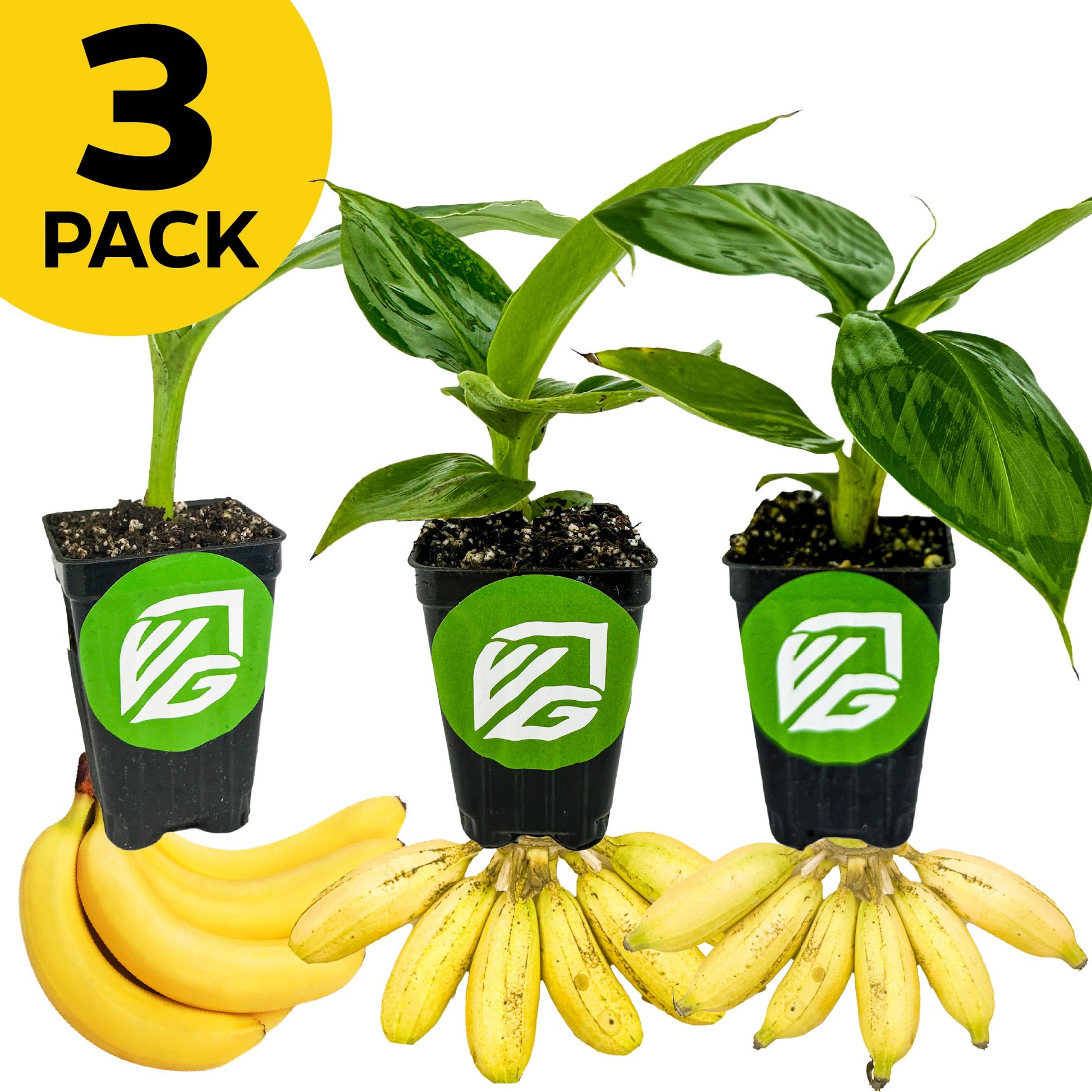 Bundle (3) of Petite Banana Plants: Little Prince + Tropicana + Truly Tiny