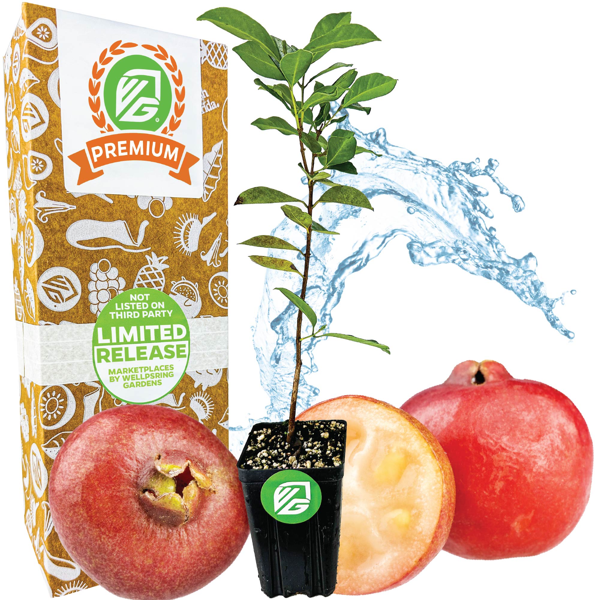 Premium-sized Cattley Guava (Strawberry Guava) - Psidium littorale