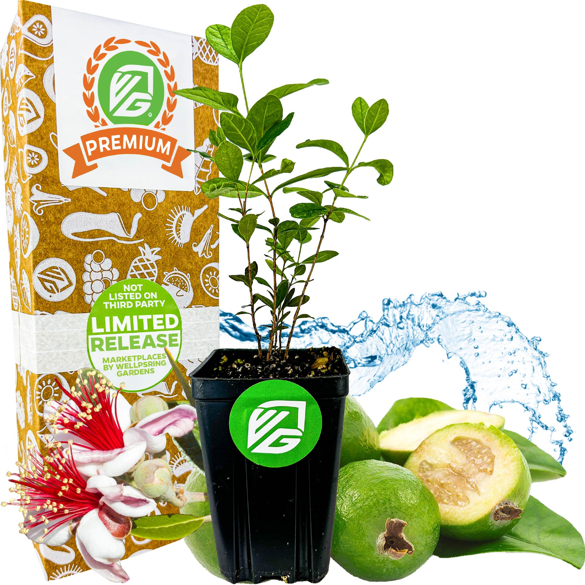 fruiting pineapple plant for sale Pineapple Guava (Feijoa)