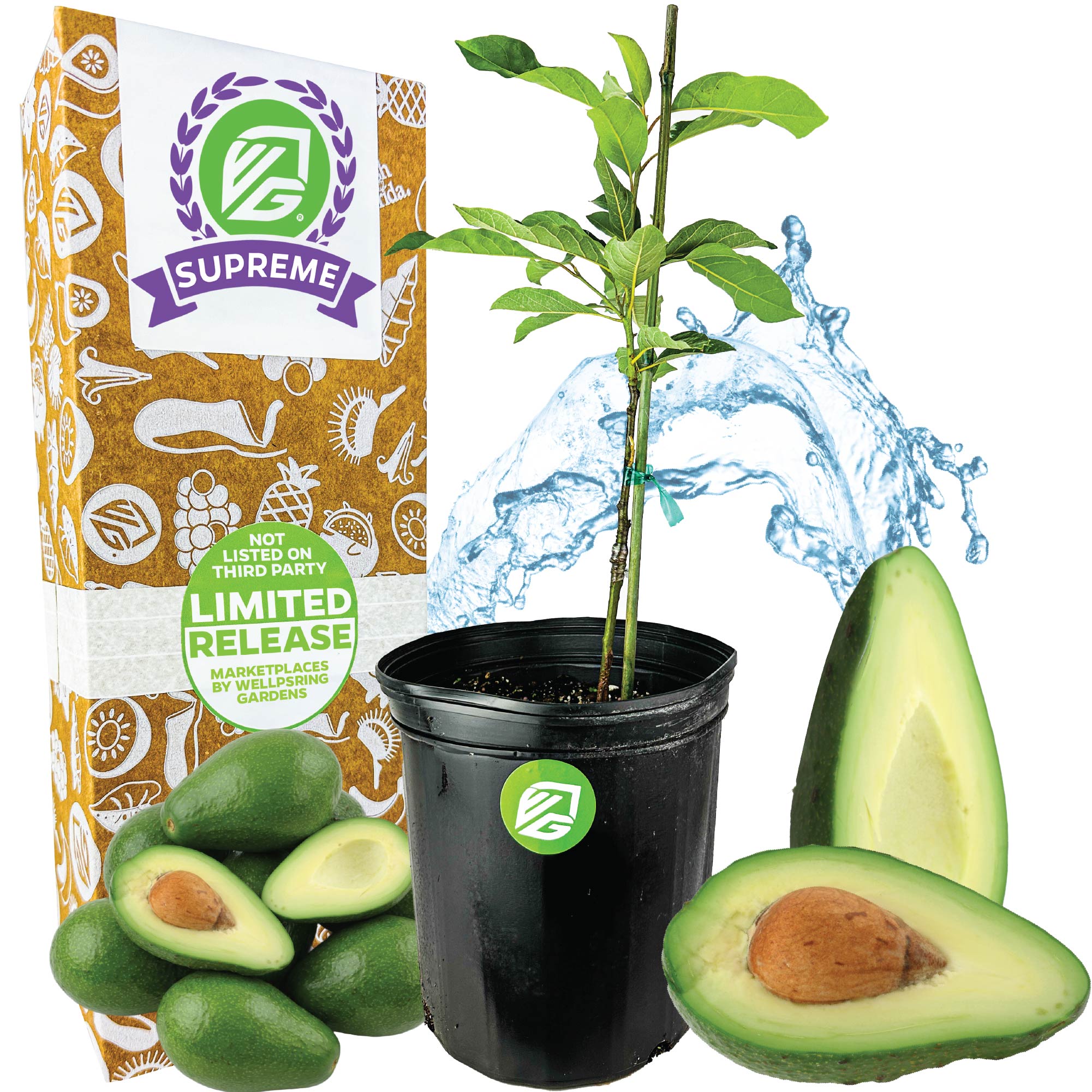 Lila (Opal) Avocado - Persea americana – Wellspring Gardens