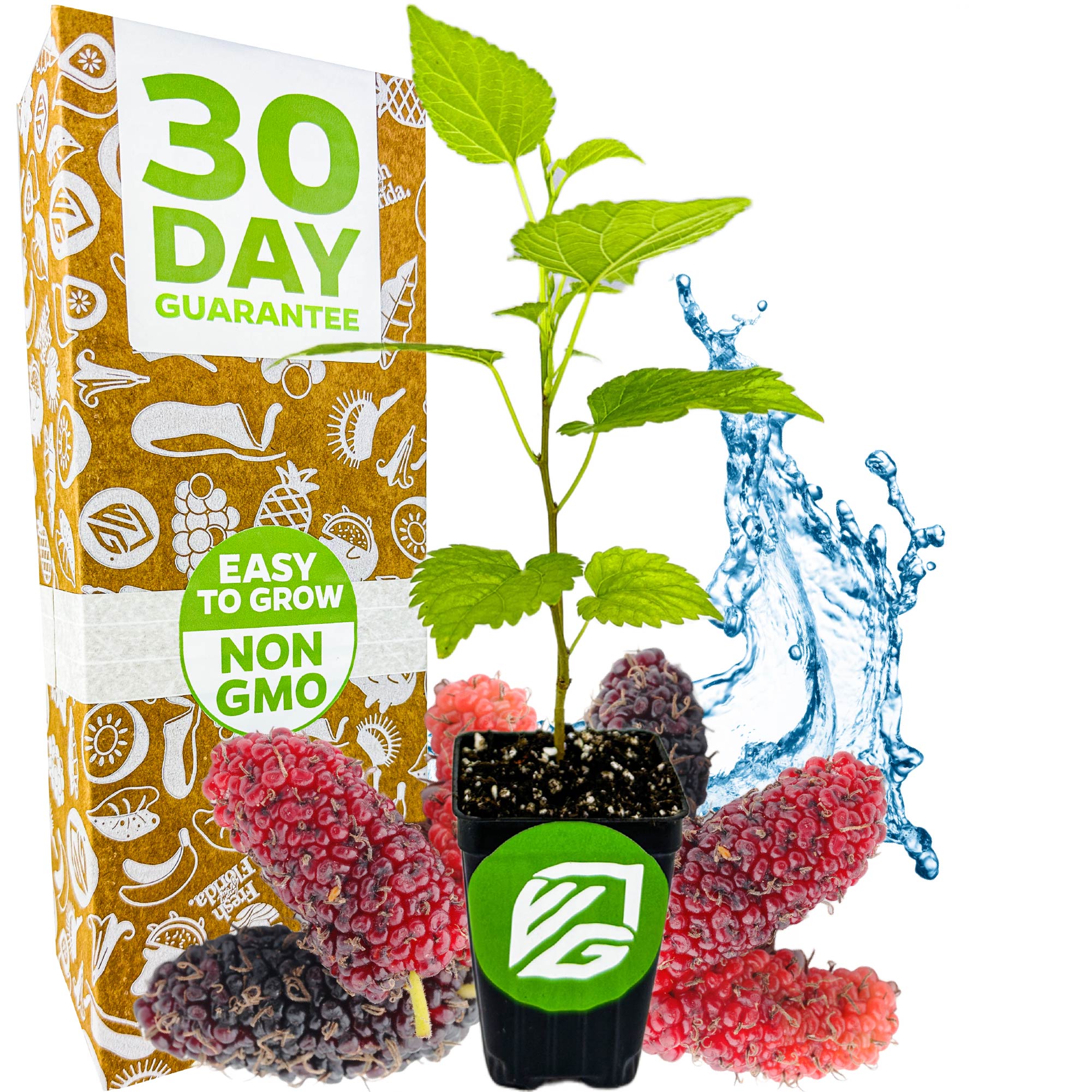 fertilizer for mulberry plants Dwarf Everbearing Black Mulberry Tree