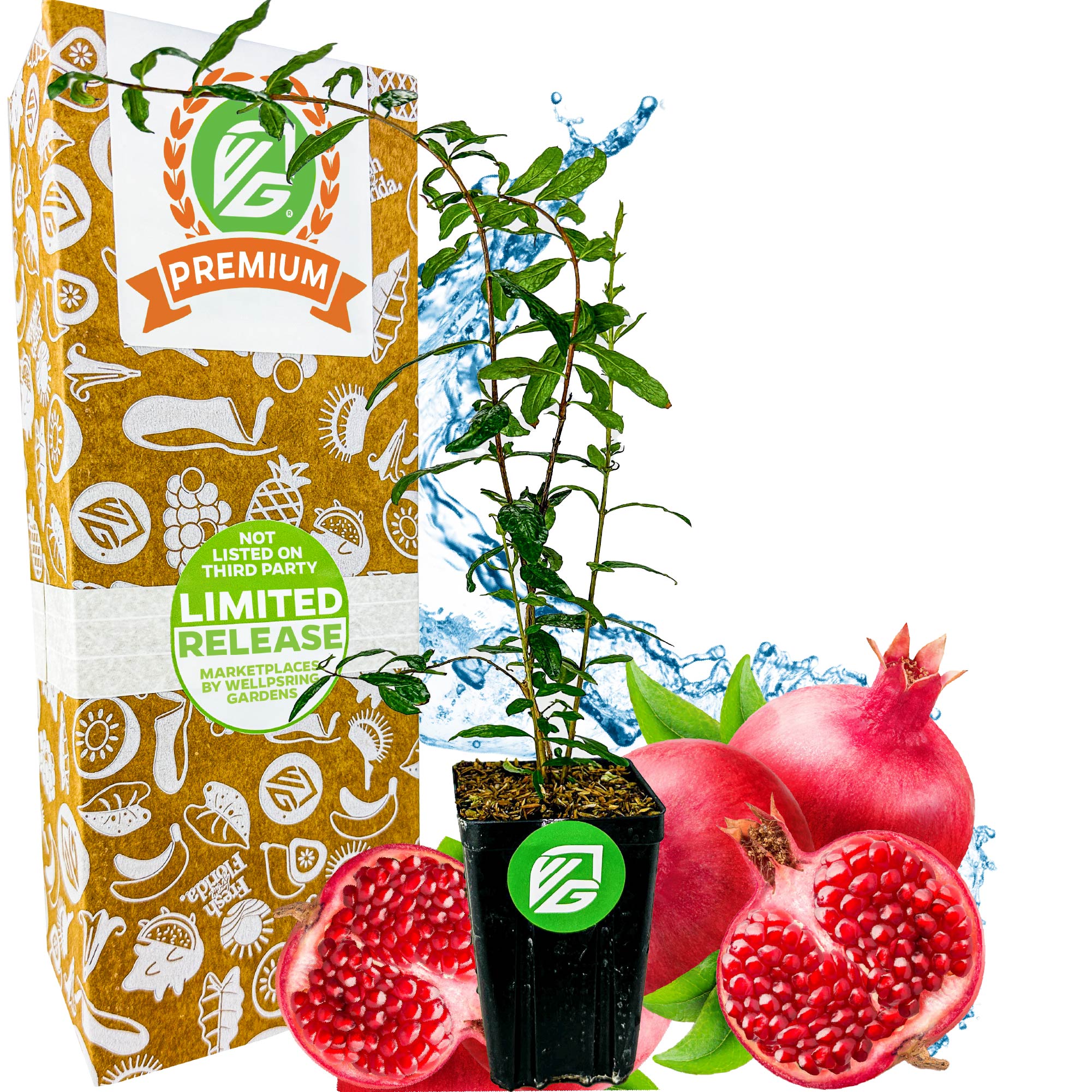where to buy pomegranate seeds to plant Parfyanka Pomegranate (Parfianka)