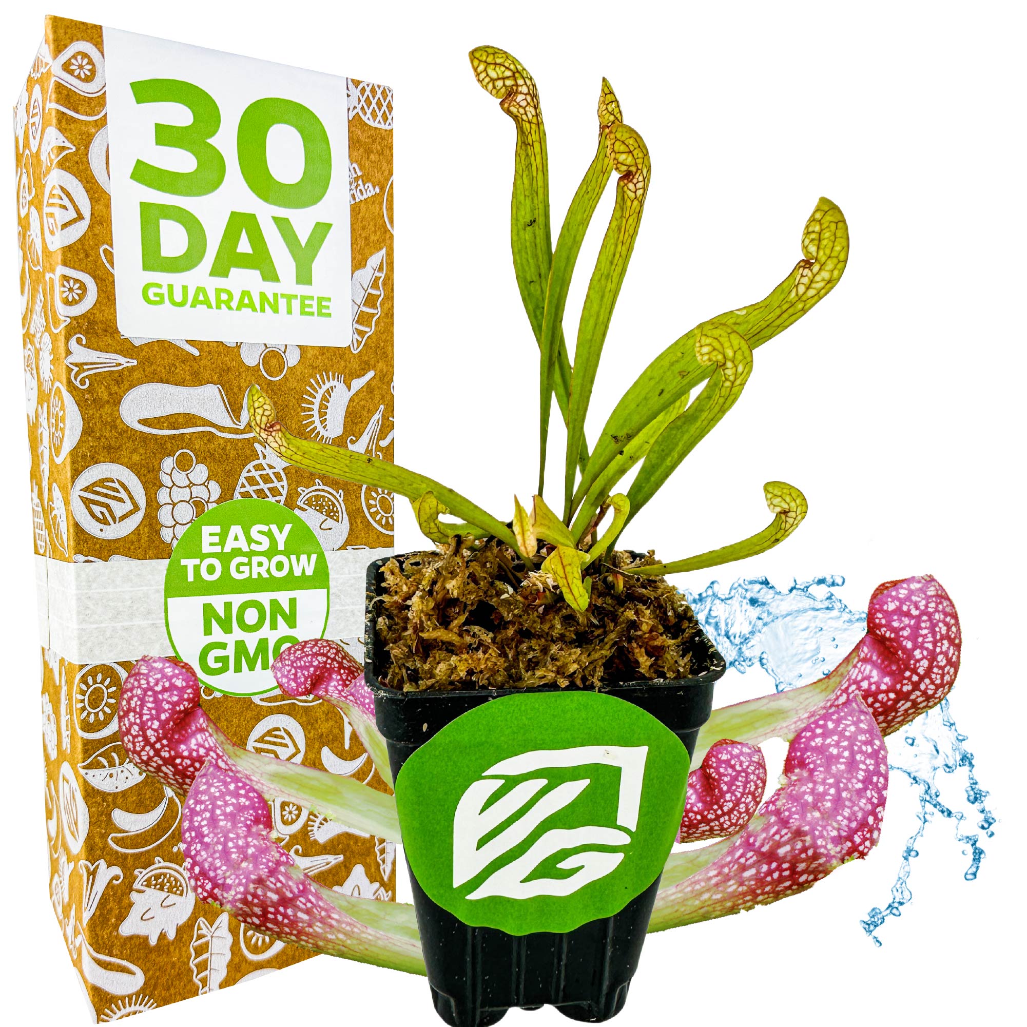 elephant ear plant price bunnings Scarlet Belle Carnivorous Pitcher Plant