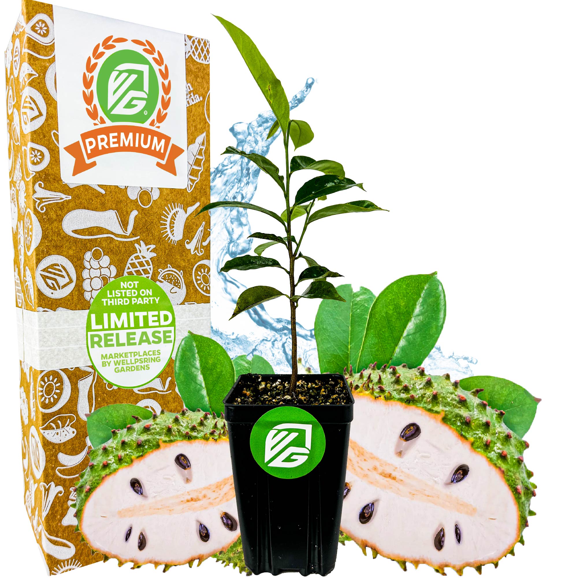 Soursop 'Guanabana' Tree (Graviola)