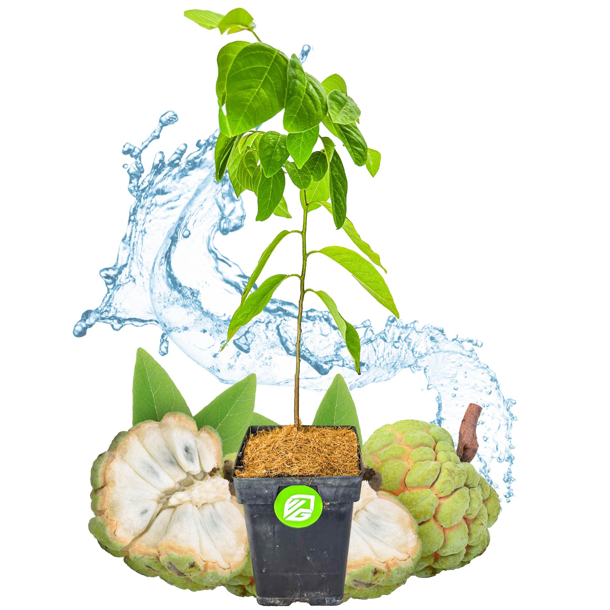 Sugar Apple 'Sweetsop' Tree - Annona squamosa (1-gallon pot)