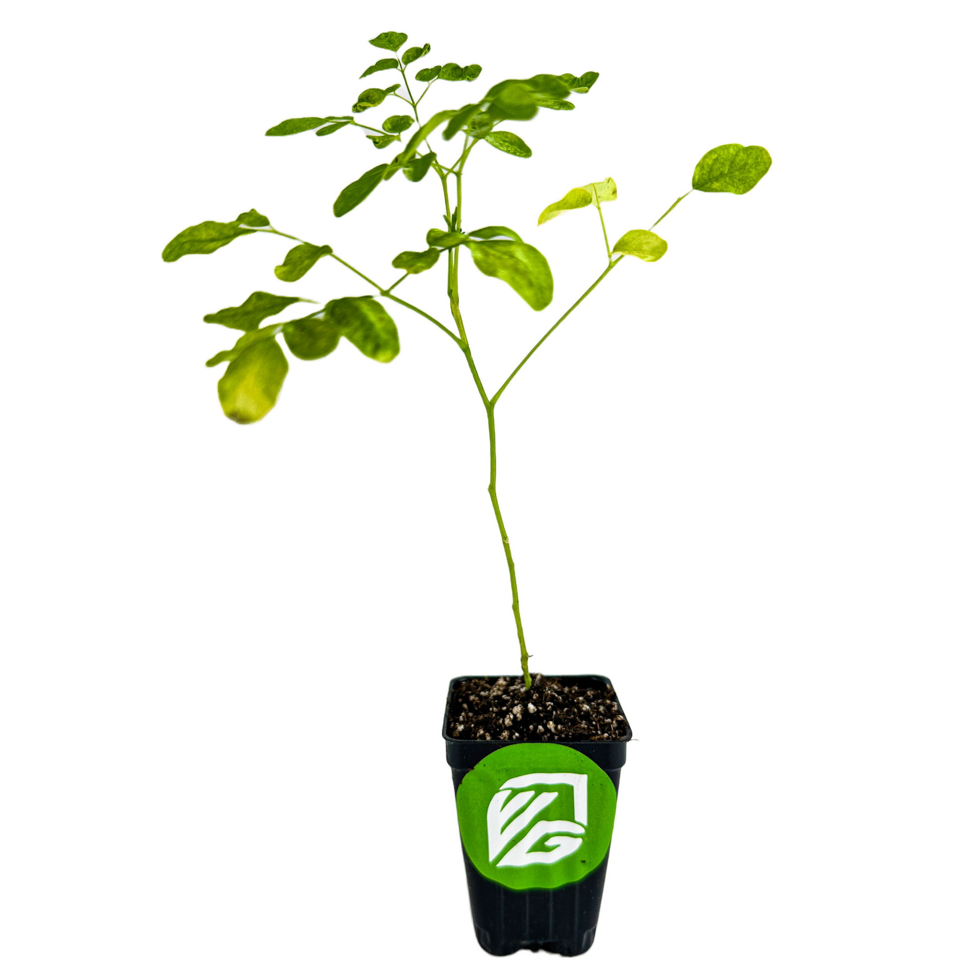 Moringa Tree (Ben Oil/Drumstick Tree) - Moringa oleifera