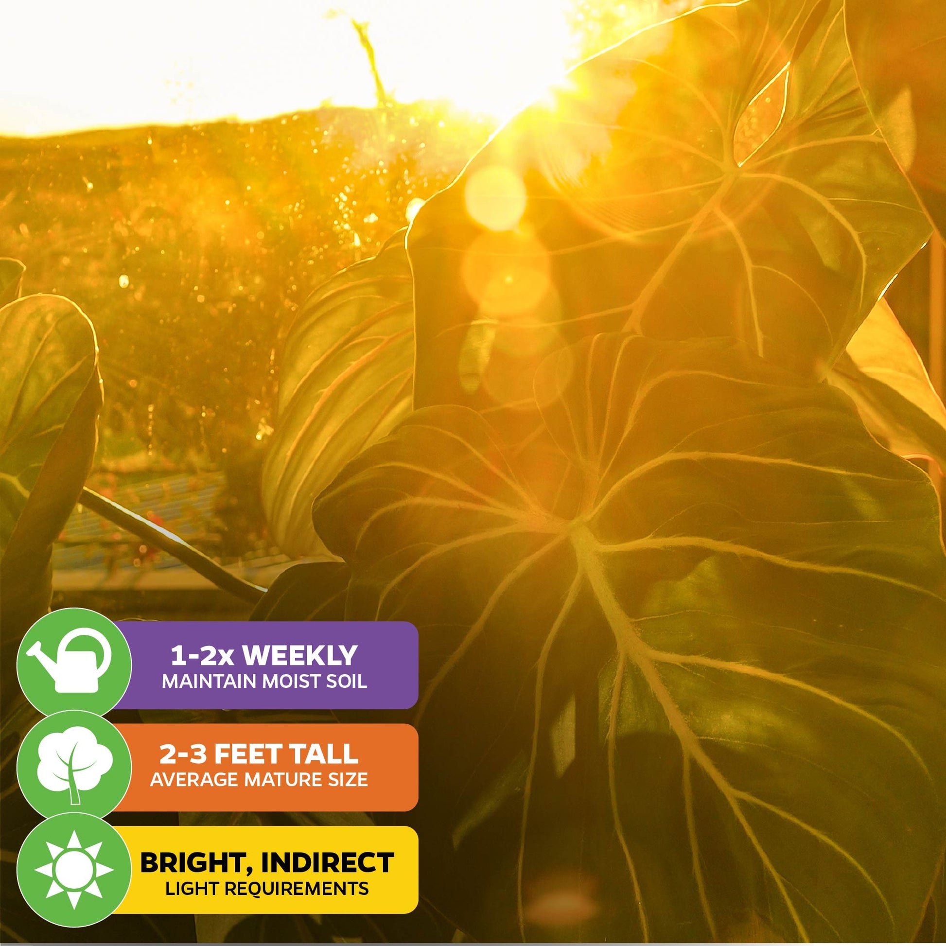 Philodendron Gloriosum - Philodendron