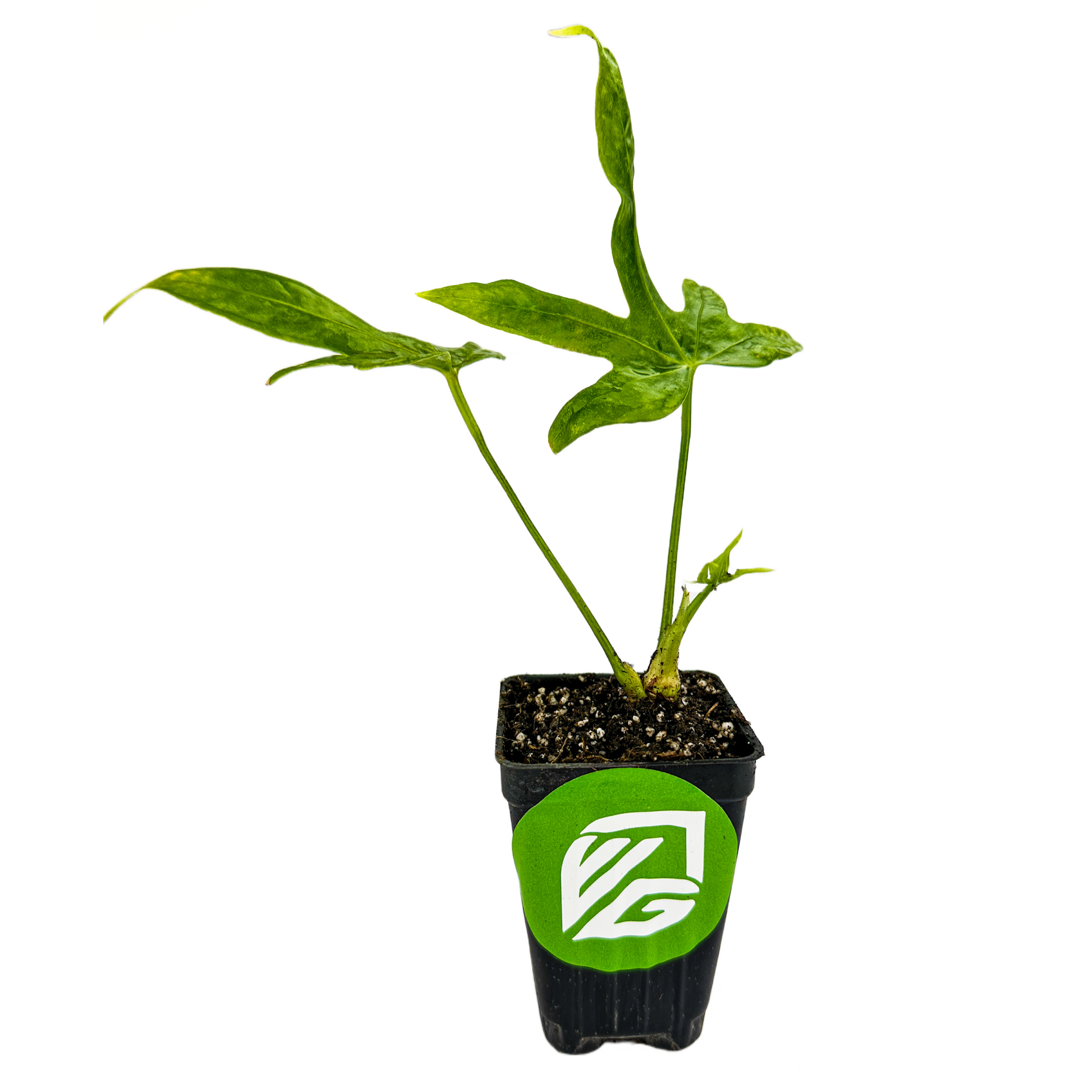 Anthurium Fingers - Anthurium pedato-radiatum