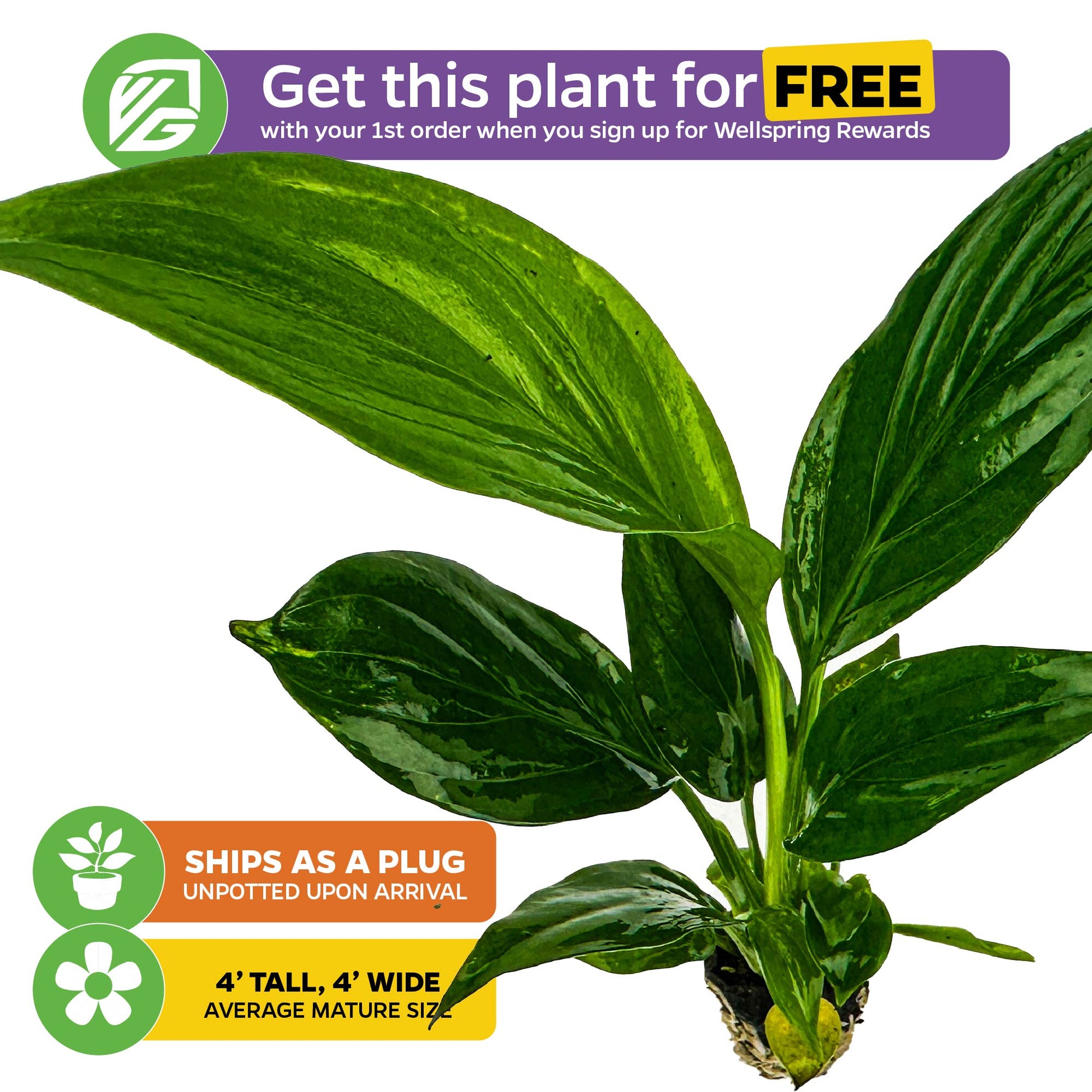 Peace Lily - Spathiphyllum
