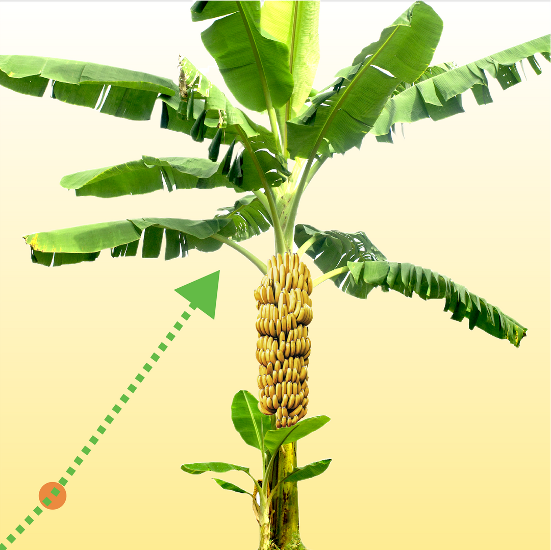 Banana Fuel Plant Fertilizer - Water-Soluble 15-5-30 Blend - (1 or 2 LB bag)