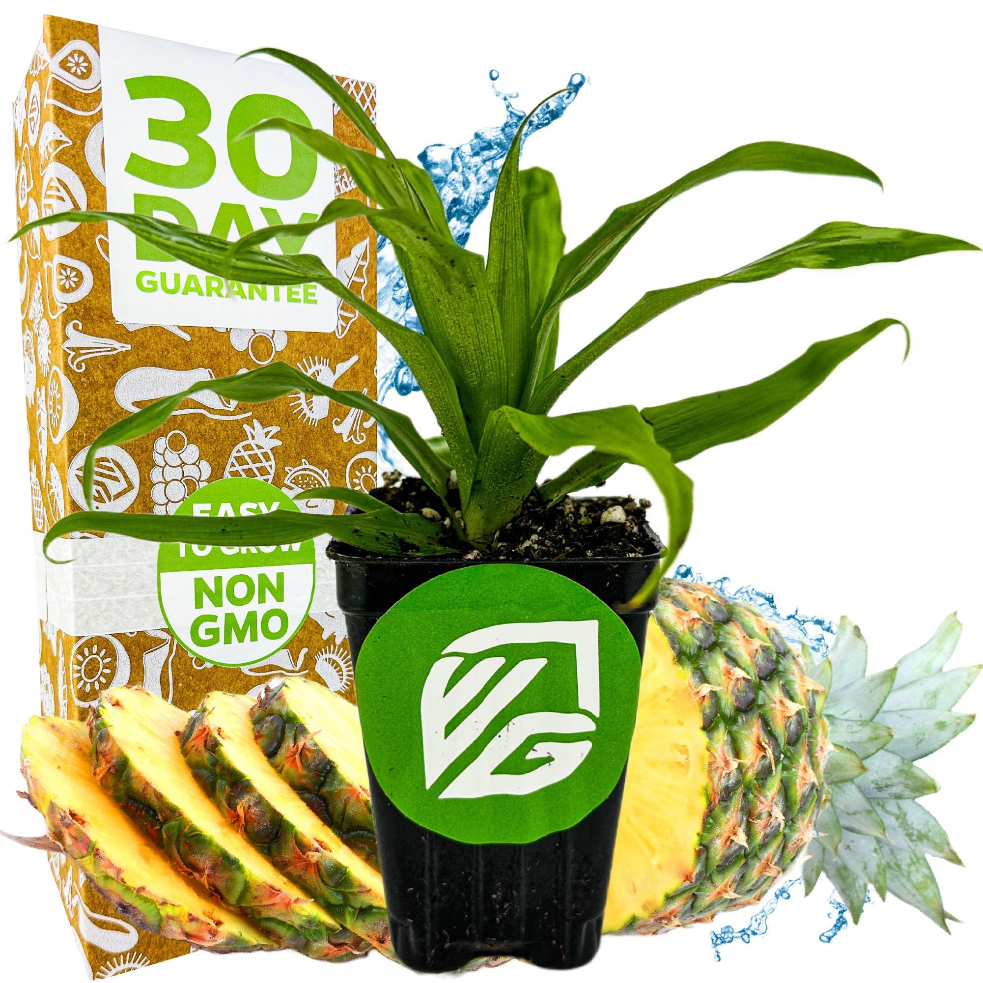 buy pineapple plant miami Florida Special Pineapple