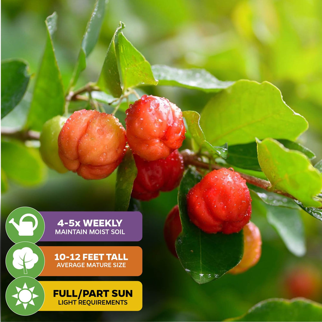 Barbados Cherry (Acerola/Wild Crapemyrtle) - Malpighia emarginata