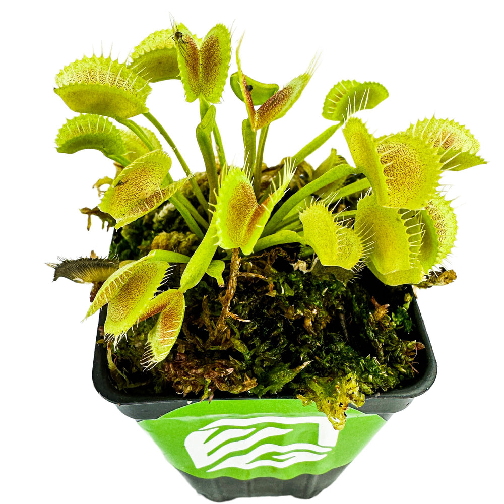 King Henry Venus Fly Trap Carnivorous Plant - Dionaea muscipula