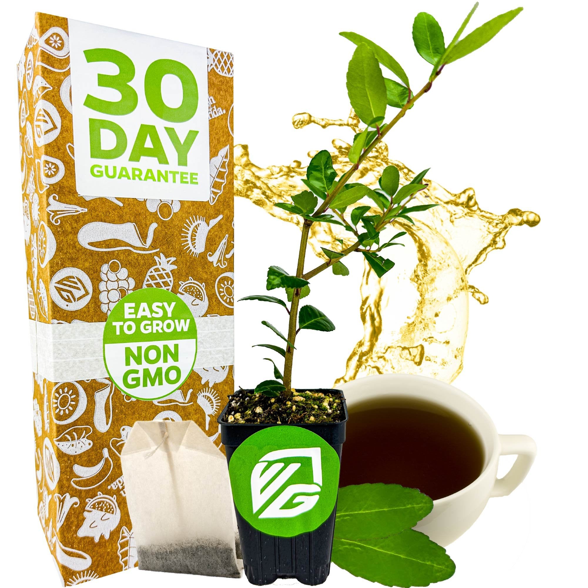 tea bags for growing plants Dwarf Yaupon Holly Shrub Live Plant - Natural, Native Caffeinated Tea (Youpon, cassina) - Ilex