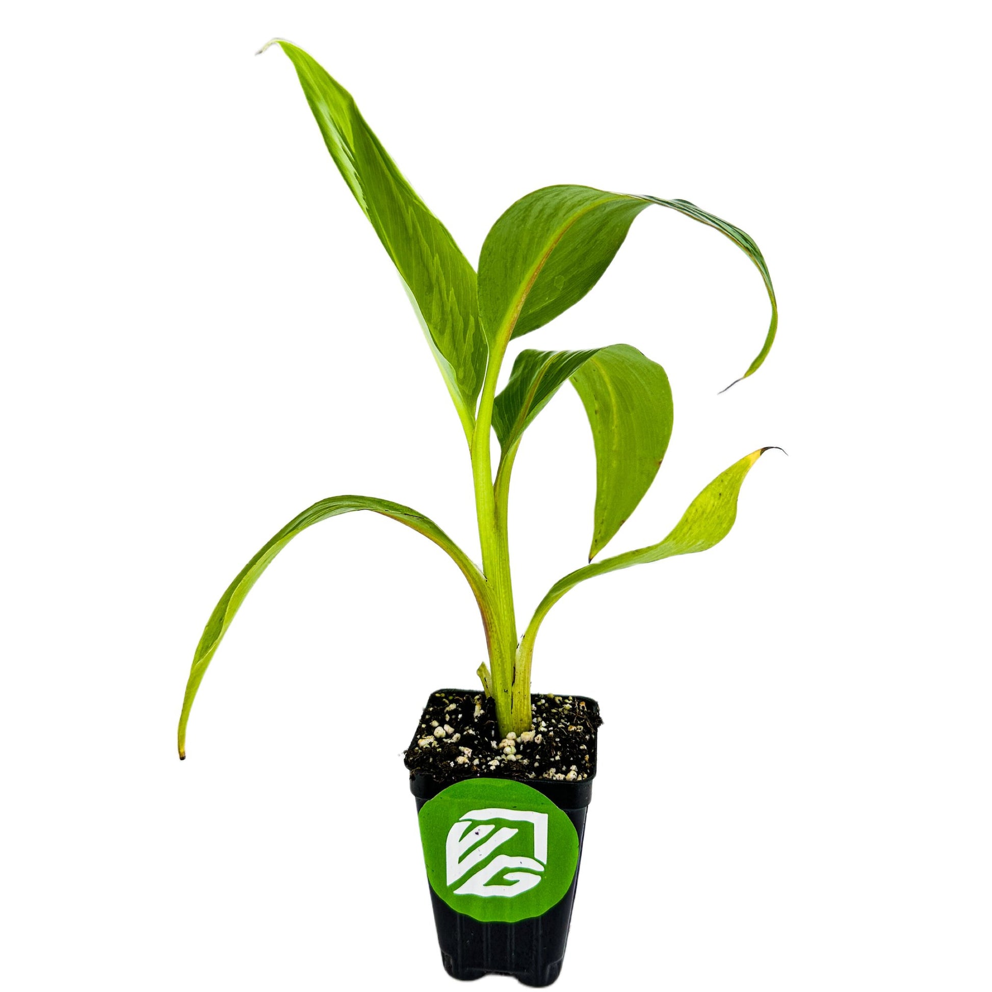 Dwarf Namwa Banana (Pisang Awak) - Musa