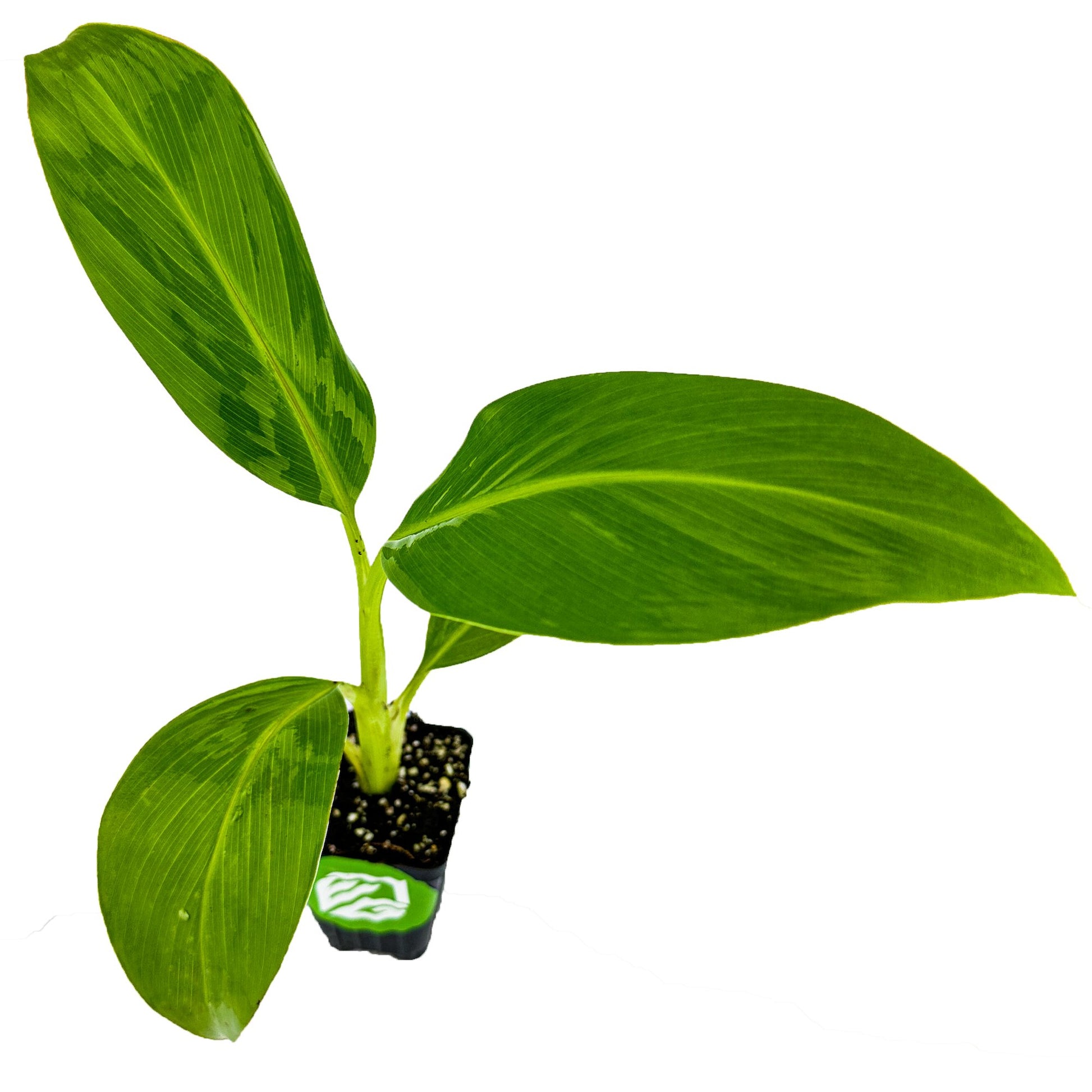 Dwarf Namwa Banana (Pisang Awak) - Musa