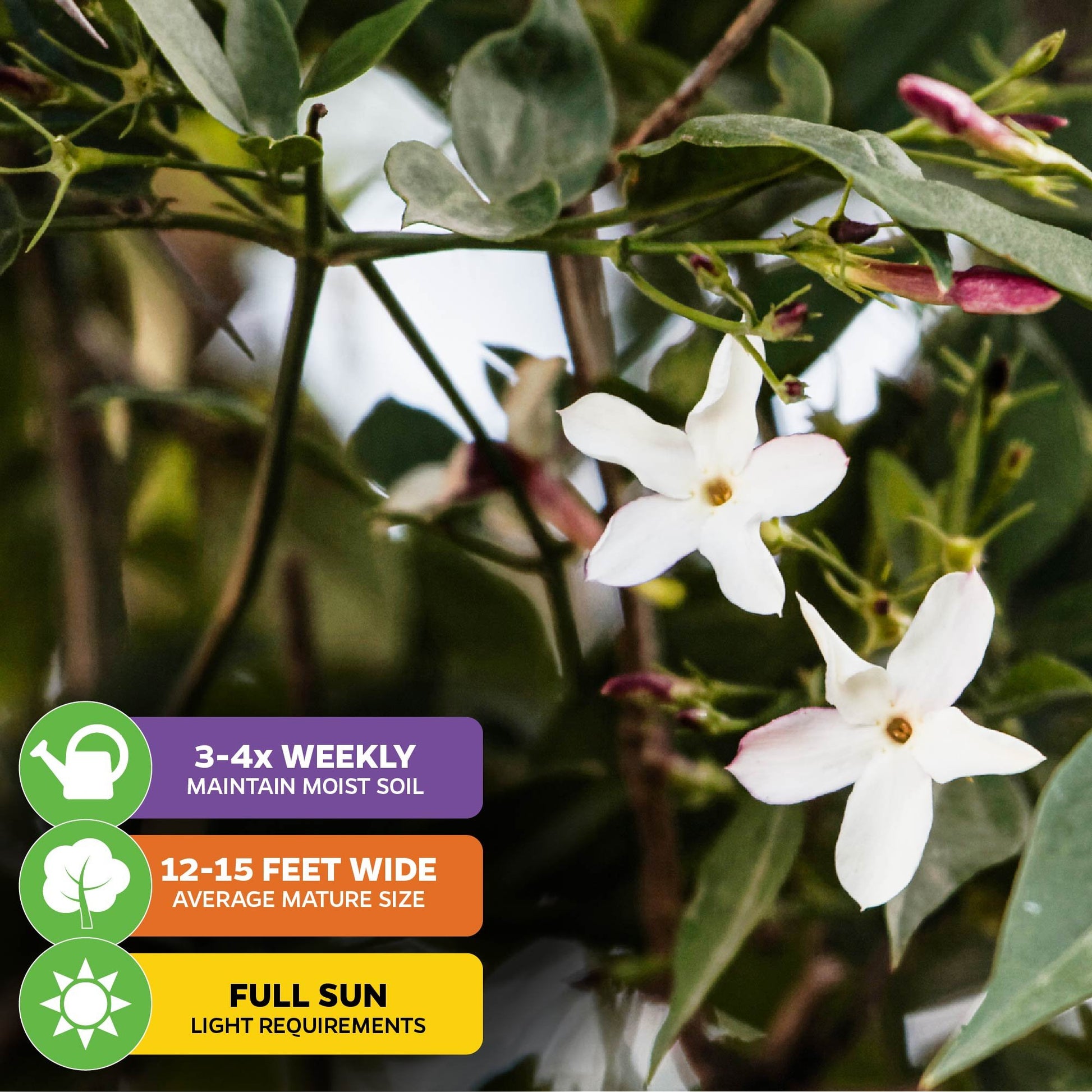 Poet's Jasmine - Jasminum officinale grandiflorum