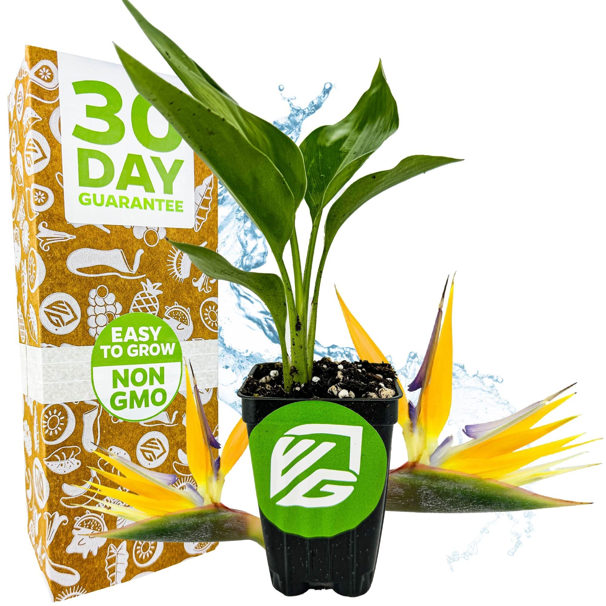 Yellow Bird of Paradise (Mandela's Gold) - Strelitzia reginae