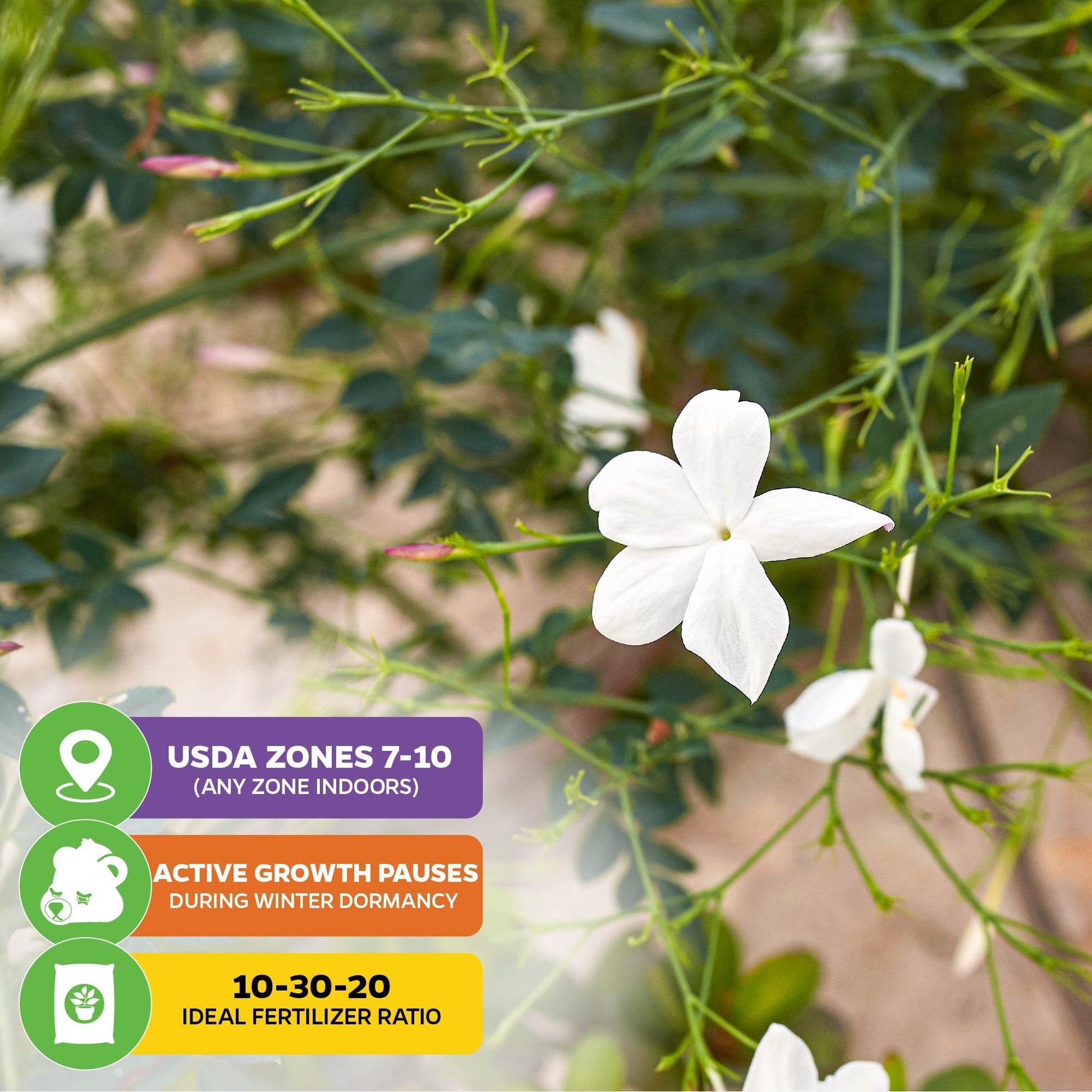 Poet's Jasmine - Jasminum officinale grandiflorum