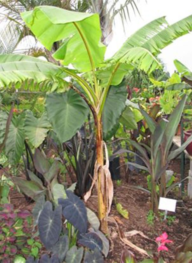 banana plant vs elephant ear Mekong Giant Banana