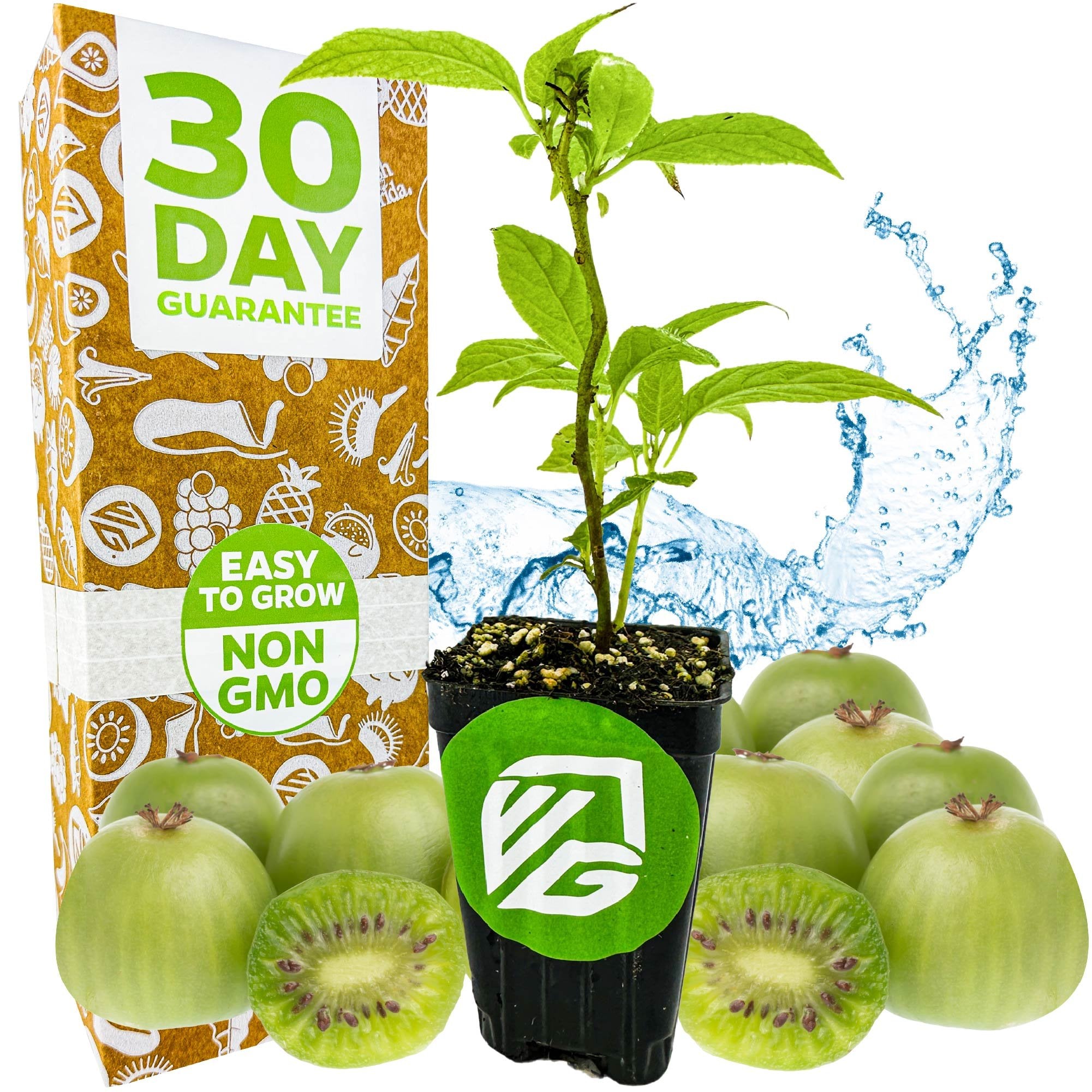 best fertilizer for kiwi plant Issai Kiwi