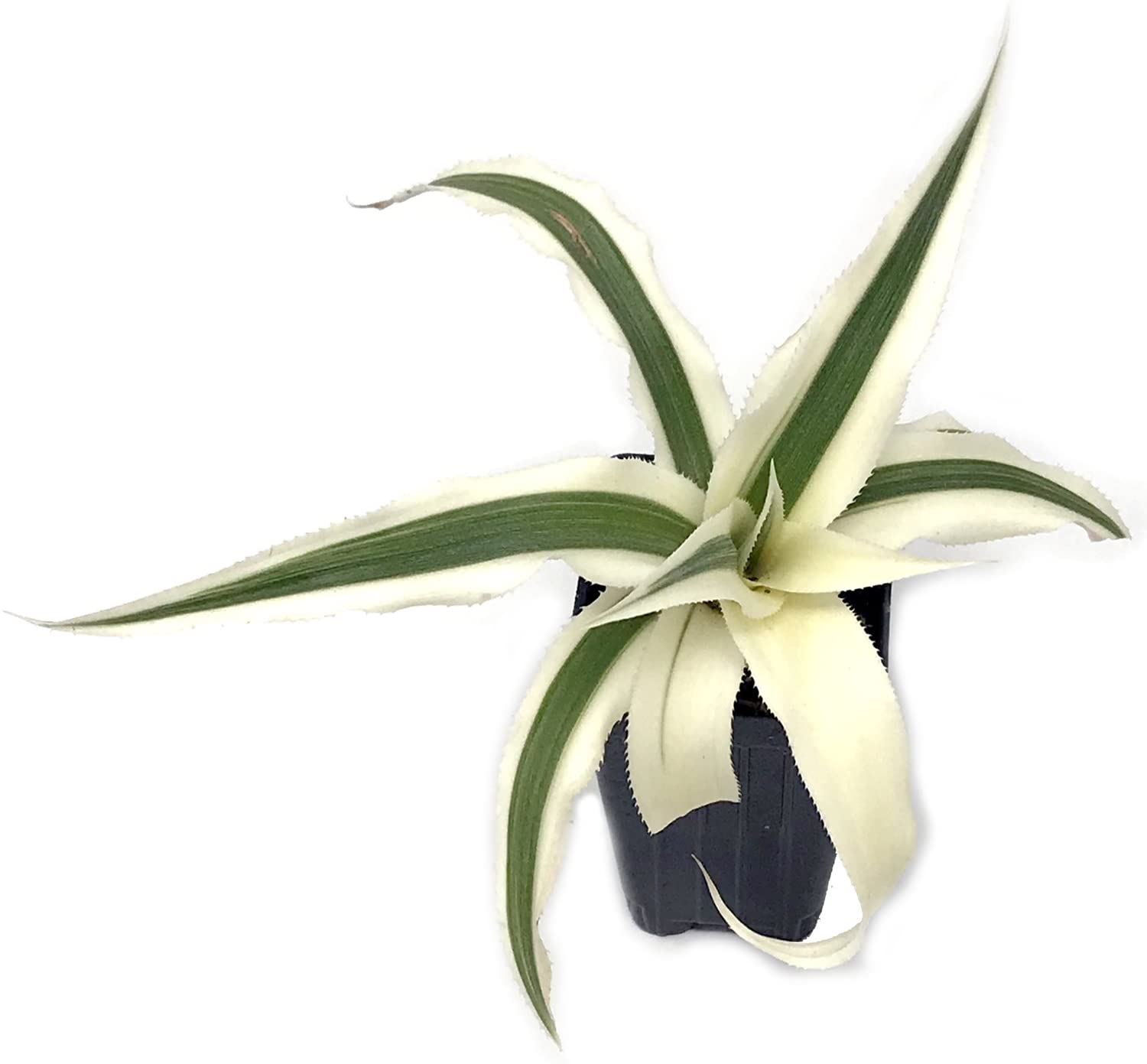 Sweet Stripes Variegated Pineapple - Ananas comosus