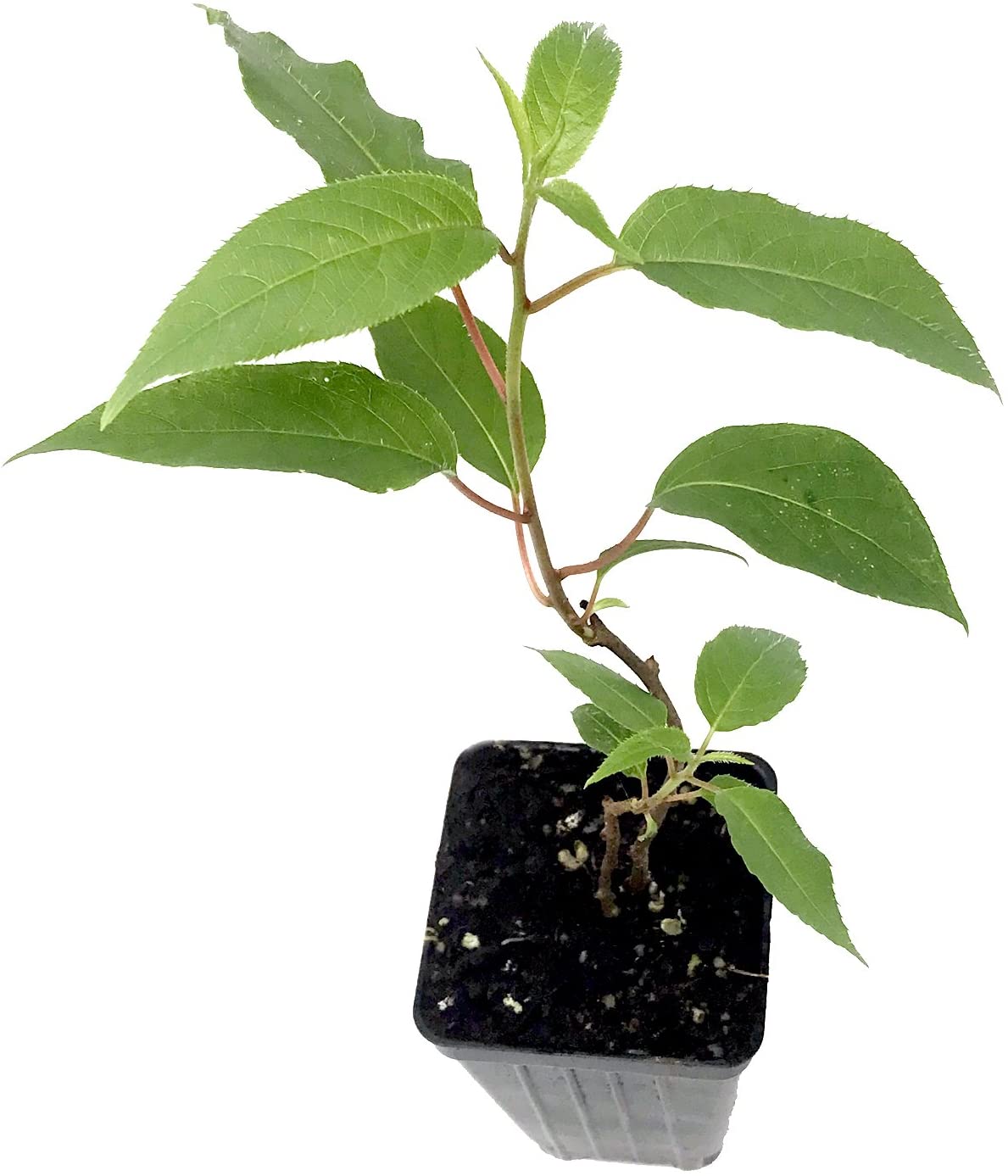 Hardy Male Kiwi - Actinidia arguta