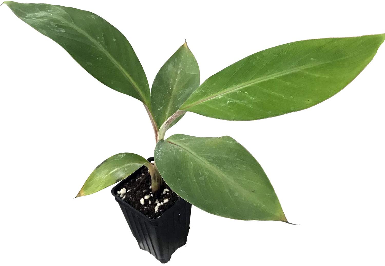 Manzano Banana (Apple Banana) - Musa