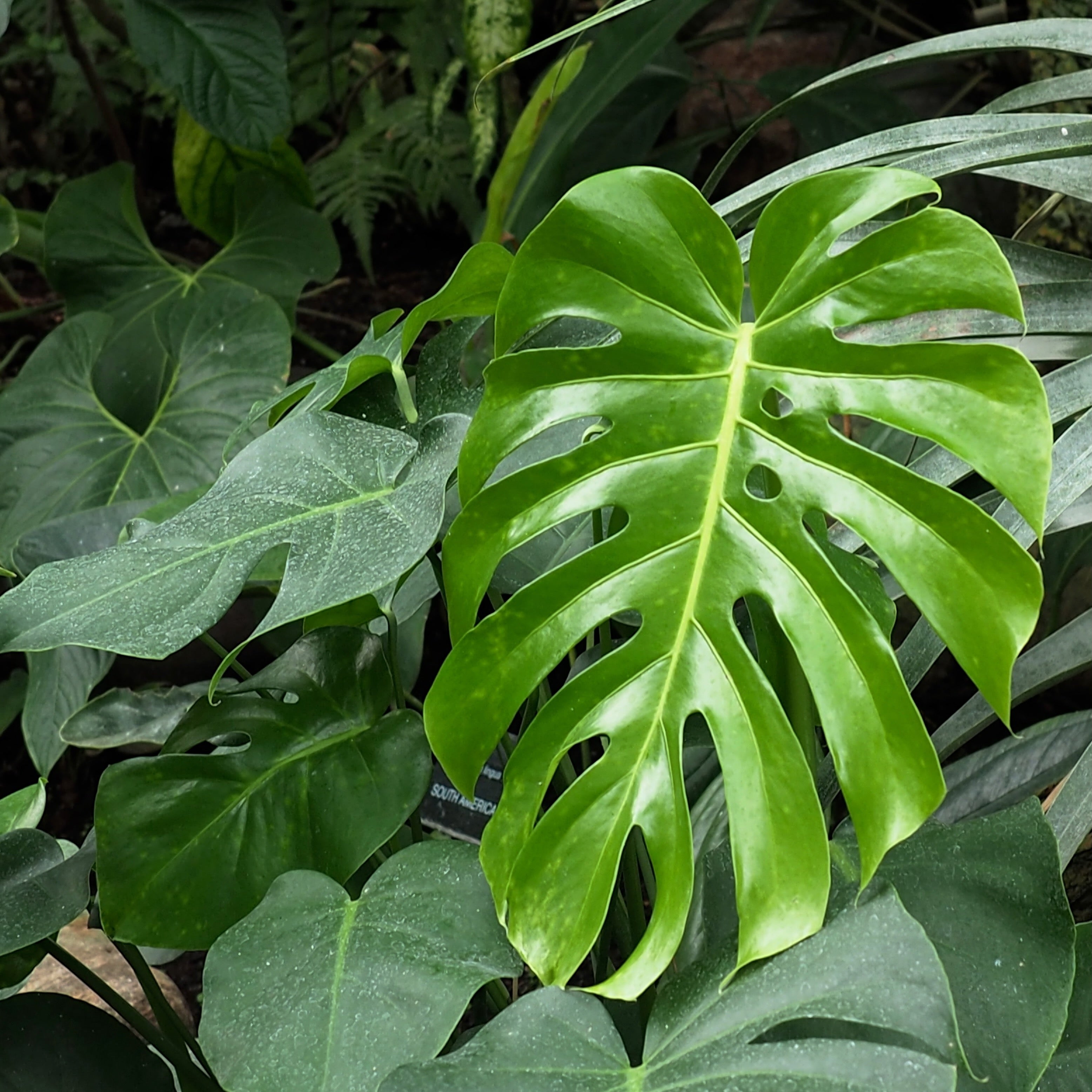 cheese philodendron Monstera deliciosa